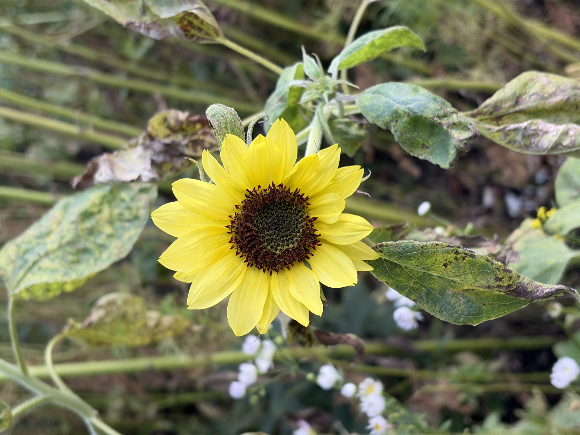 A single, vibrant yellow sunflower stands in sharp focus against a blurred background of green stalks and other foliage. The sunflower's center is a dark, textured brown, surrounded by bright yellow petals. Several of its leaves are visible, some appearing healthy and green, while others show signs of browning and decay at the edges. Small white flowers are scattered in the background, out of focus. The overall impression is of a natural setting, possibly a garden or a field, with the sunflower being the primary subject. This image was taken in Khimki, Russia.