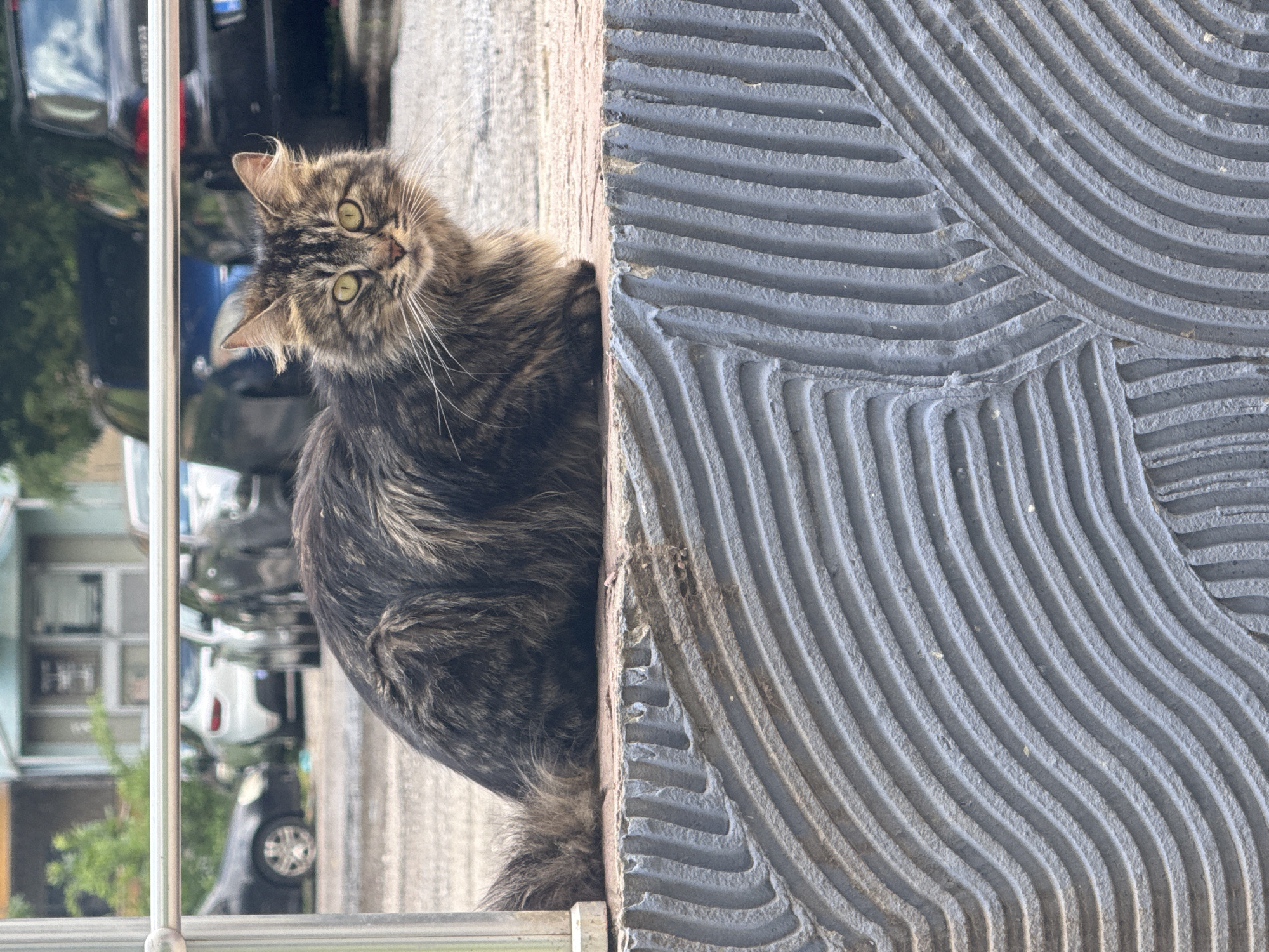 A fluffy, brown and black tabby cat with bright green eyes looks directly at the viewer, its head tilted slightly in curiosity. Prominent white whiskers fan out from its face. The cat is positioned in the left half of the image, peeking from behind a light-colored concrete barrier or ledge.
To the right of the cat, occupying the entire right half of the frame, is a textured grey surface, possibly an unfinished wall or mortar. This surface features distinct patterns of linear grooves: sweeping wavy lines in the upper section transition into straighter, parallel lines below, creating abstract shapes.
In the background, to the left of the cat and behind the barrier, reflections of cars and parts of buildings are visible, indicating an urban street scene. A thin, vertical metal railing is also present in the background near the cat's head. The scene is illuminated by bright, natural daylight, casting soft shadows. The setting is an urban public space in Sofia, Bulgaria. There is no visible text.