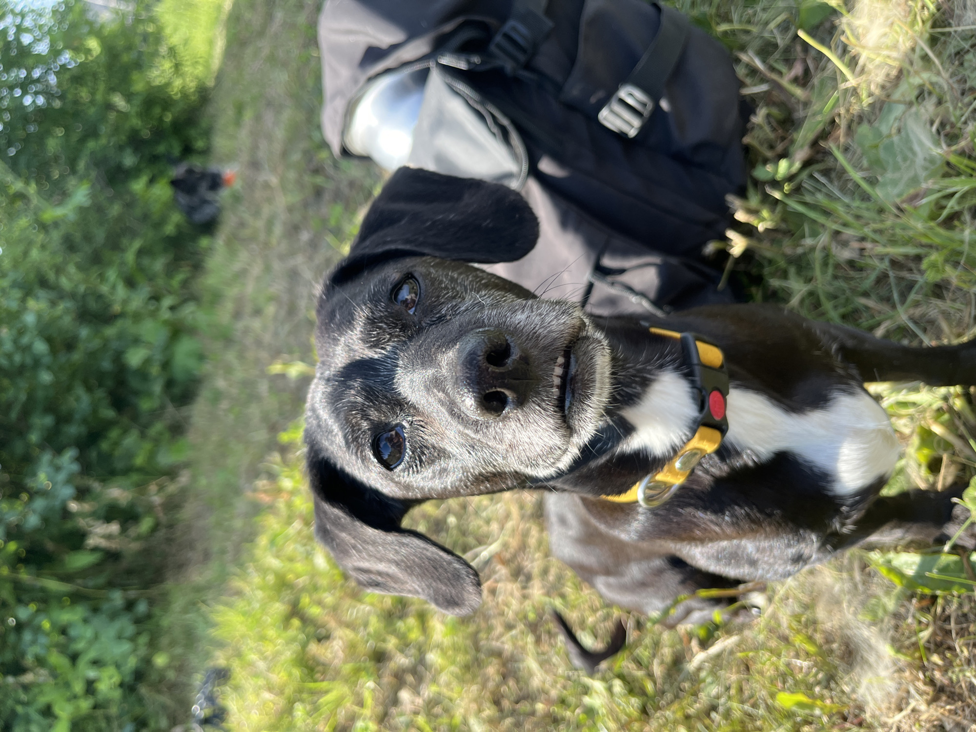 In this outdoor, eye-level, portrait shot, a black and white dog is the central subject. The dog is looking directly at the camera with its head tilted, exhibiting a curious and playful expression. It has dark eyes, a wet nose, and its mouth is slightly open, revealing its teeth. A yellow collar with a red buckle is visible around its neck. Behind the dog, a black backpack is propped up, suggesting the dog might be on an outing or trip.
The setting appears to be a grassy, outdoor area, possibly a park or a field, with trees and vegetation in the background. The lighting suggests it's daytime, with sunlight casting shadows and highlighting the textures of the grass and the dog's fur. The overall mood is lighthearted and cheerful, emphasizing the dog's engaging gaze. No text is visible in the image.