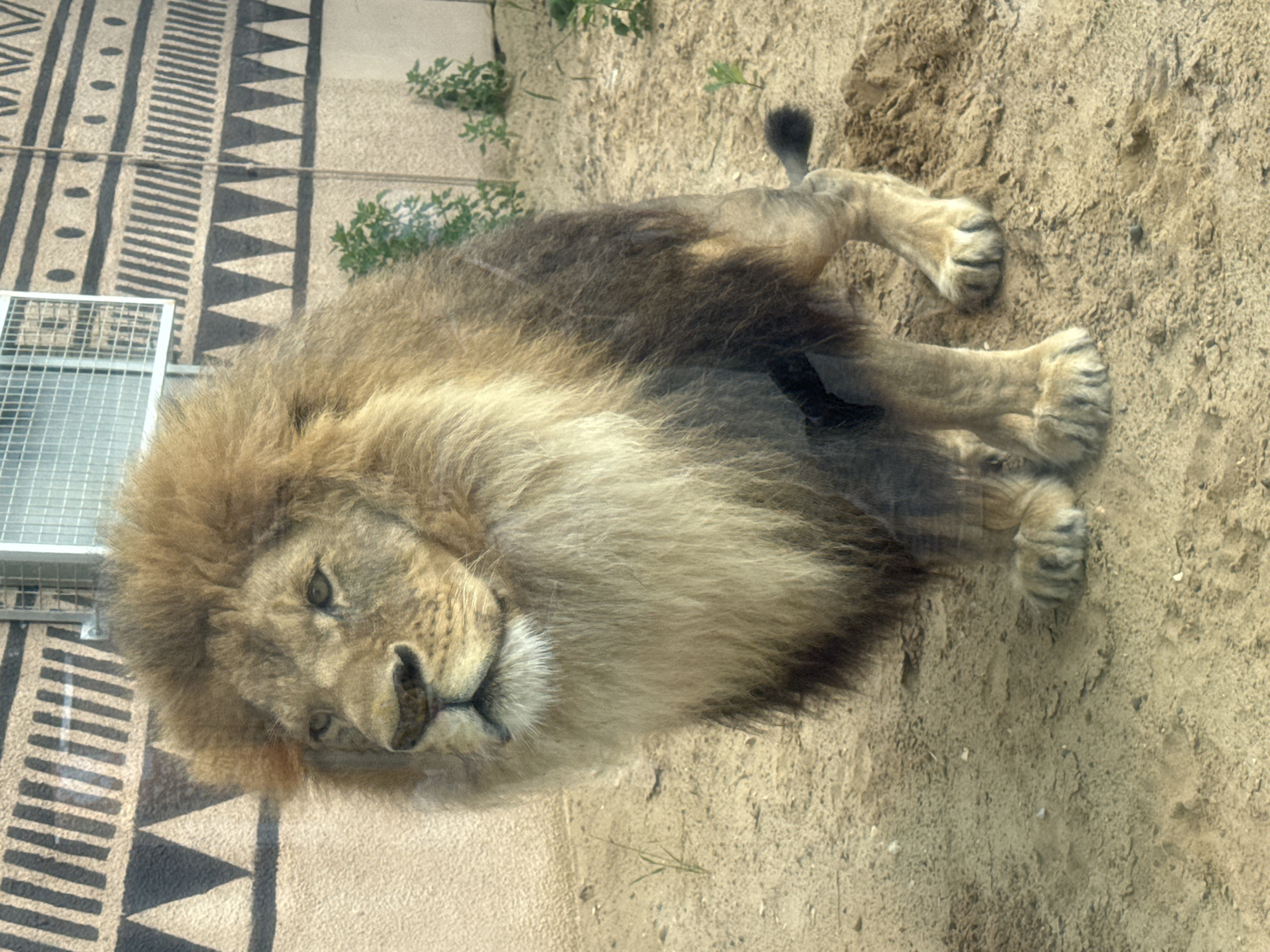 An adult male lion with a light brown mane stands in a sandy enclosure. The lion is facing left, with its head turned slightly towards the viewer. Its fur is a mix of brown and gold, with darker brown markings on its legs and back. The background features a textured wall with a geometric pattern of black triangles and lines, and a section of a metal grate. Several small green plants are visible in the sand. The scene appears to be an exhibit within a zoo or wildlife park. The image does not provide any information that would indicate a location in the city of Perm, Russia.
