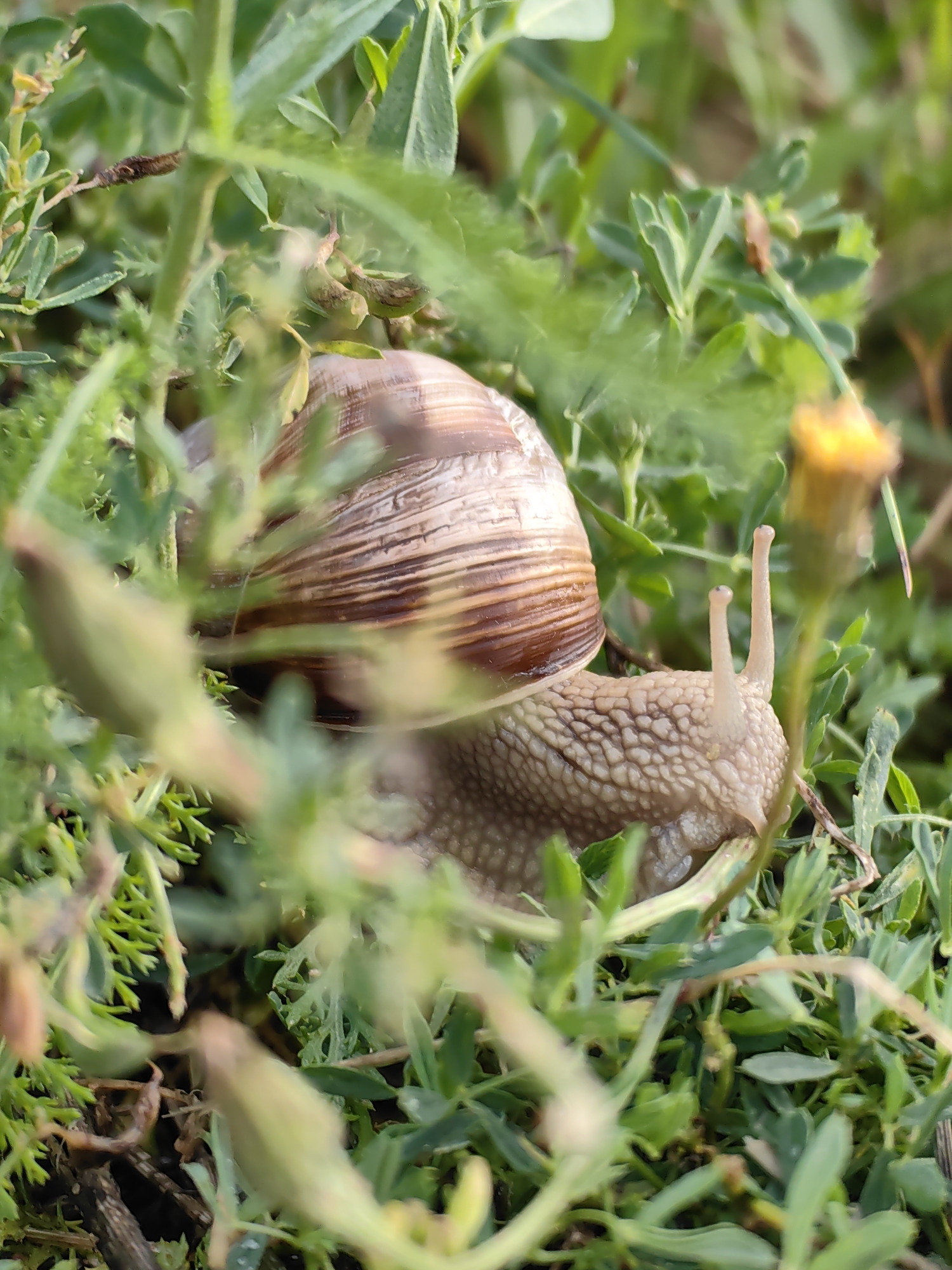 A close-up, eye-level, outdoor shot captures a Roman snail navigating through lush green vegetation. The snail's textured, cream-colored body is visible, with two prominent, pale eyestalks extending upwards. Its spiraled shell, a mix of brown and cream hues, rests on its back. The background is a blur of green foliage, with hints of dried brown plant matter and a small yellow flower to the right. The scene appears to be in a natural, untamed area, consistent with the outskirts of Myadzyel, Belarus, a region known for its natural landscapes and diverse flora.
