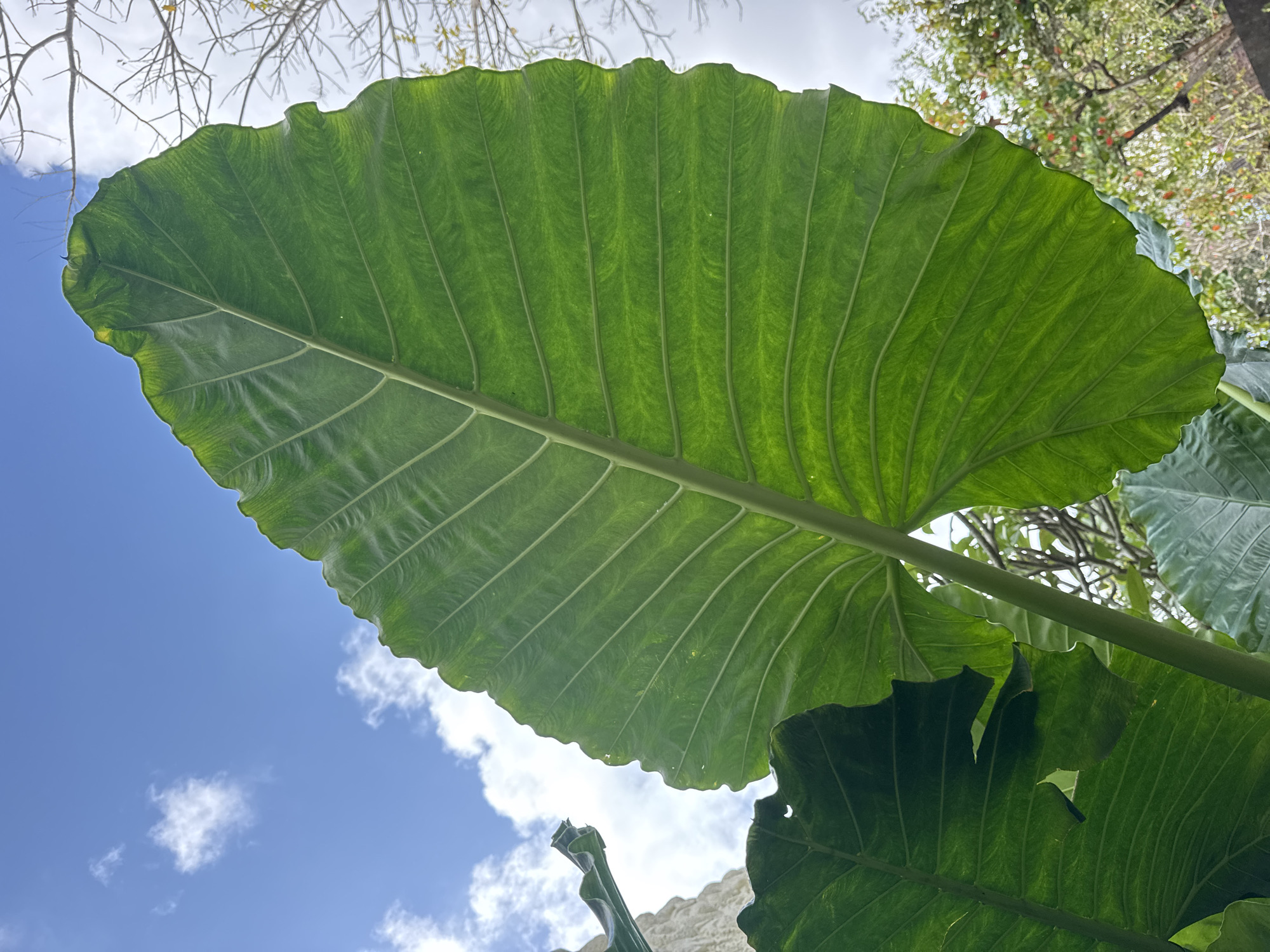 An extreme low-angle shot captures a vibrant green, oversized leaf from a taro plant (Colocasia esculenta) set against a bright blue sky dotted with scattered white clouds. The leaf, prominently displayed in the foreground, exhibits a textured surface with prominent, parallel veins extending from a thick central stem. The edges of the leaf are wavy and slightly ruffled. In the background, out of focus, are bare tree branches and foliage of other plants, suggesting an outdoor environment. The scene is set in Kuta Selatan, Indonesia, a locale known for its tropical climate and lush vegetation, which is consistent with the presence of such a large, verdant leaf. No people or animals are visible in the frame.