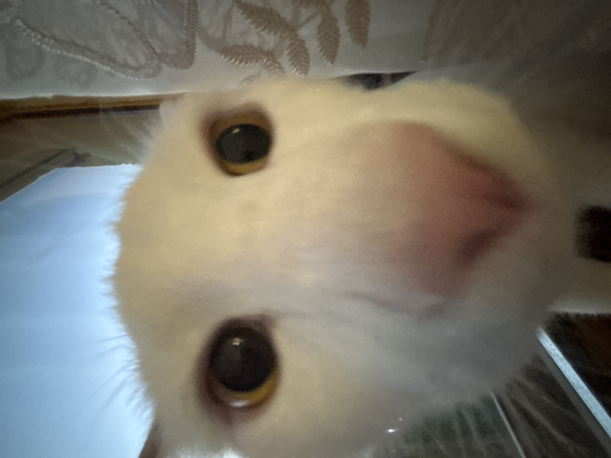 A close-up, low-angle, extreme wide shot features the face of a white cat, positioned directly in front of the camera. The cat's eyes are large and dark brown with gold irises, and its pink nose is prominently featured in the foreground. The cat's fur is white and appears soft. The background is out of focus, with a hint of blue sky or bright light at the top, and to the right, a textured, light-colored curtain or fabric with a leaf-like pattern is visible. The left side of the image shows a reflective surface that appears to be glass, with some horizontal lines suggesting a window frame or blinds. There are no people visible in the image.