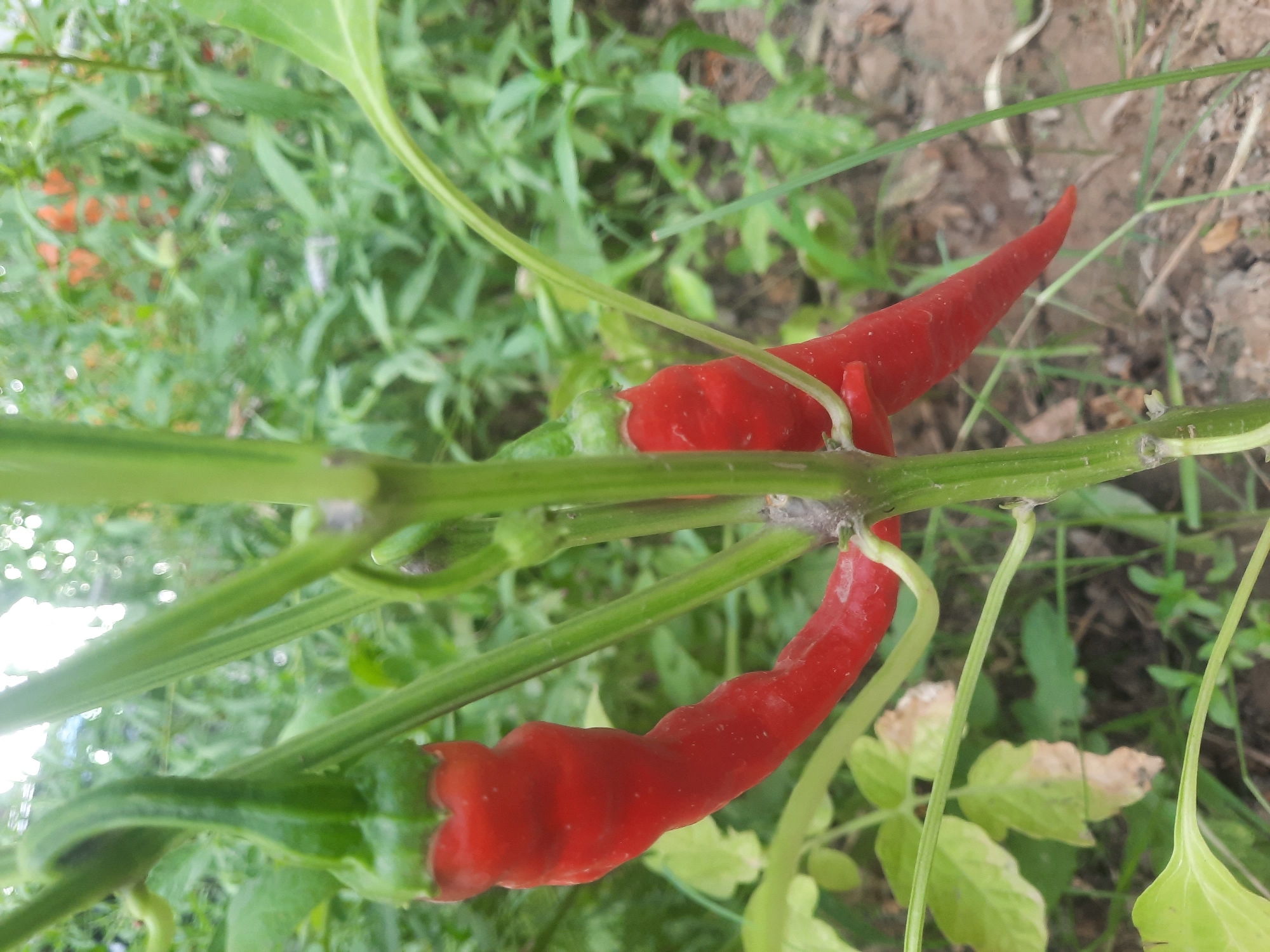 Two bright red chili peppers hang from a green stem in a garden. The pepper on the left is longer and slightly curved, with a prominent green stem attaching it to the plant. The pepper on the right is shorter and tapers to a point, also attached by a green stem. The plant has several green leaves and stems, with a blurred background of more greenery, some light-colored soil, and hints of other orange and white flowers or plants. The scene is outdoors and appears to be a close-up shot of peppers growing on a plant. The location is specified as Восеабад, Tajikistan.