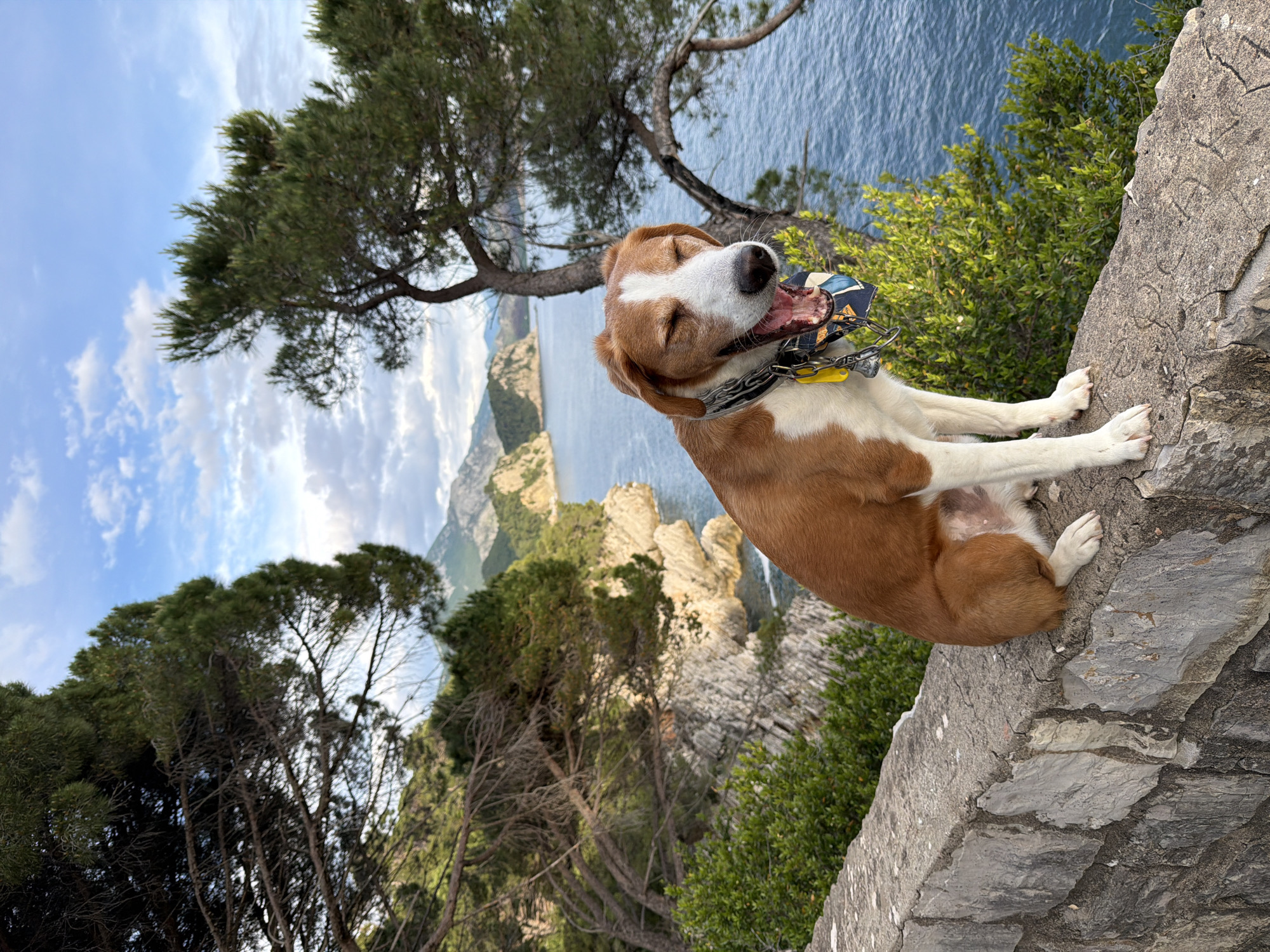 A medium shot depicts a brown and white dog, eyes closed and mouth open, resting on a stone wall. The dog wears a metal chain collar with a patterned bandana and yellow tag. Behind the dog, a tree hangs over the wall. In the background is a mountainous landscape with a view of the blue sea. The location is Mirište, Montenegro.