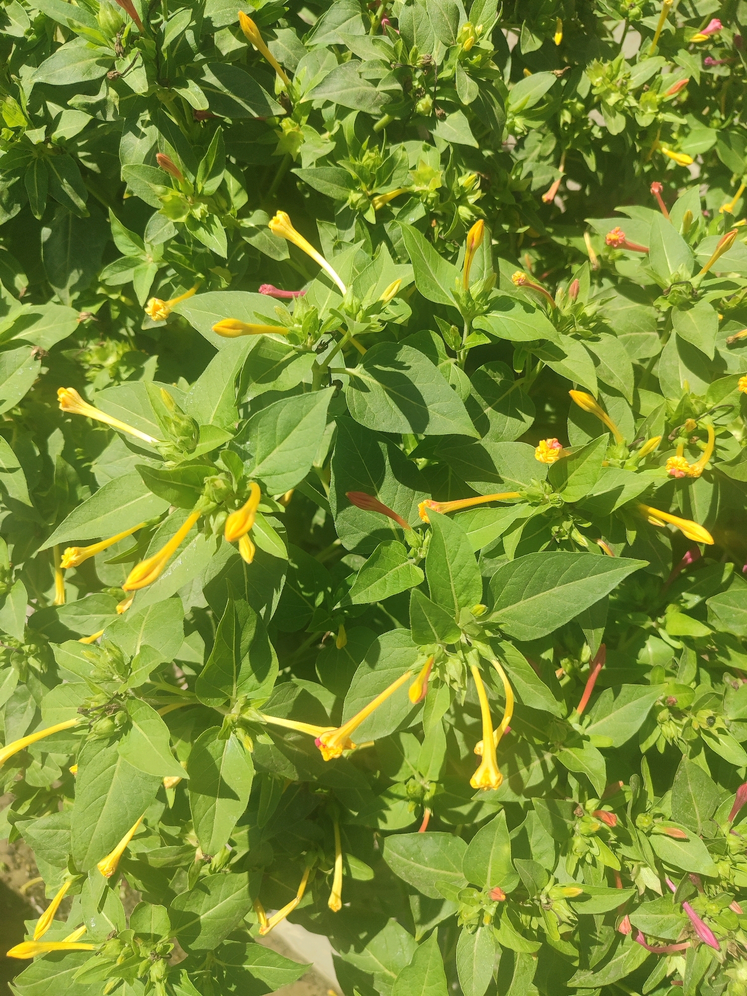 The image displays a close-up, top-down view of a dense cluster of four o'clock flowers (Mirabilis jalapa) in bloom. The flowers are predominantly yellow, with some exhibiting pink or reddish hues, and are characterized by their trumpet-like shape. They are set against a backdrop of lush, green foliage, with some flowers in bud and others fully open. The lighting suggests a sunny day, casting distinct shadows across the leaves and flowers. The scene appears to be an outdoor garden setting. No people or specific landmarks that would indicate a precise location in Tashkent, Uzbekistan, are visible.