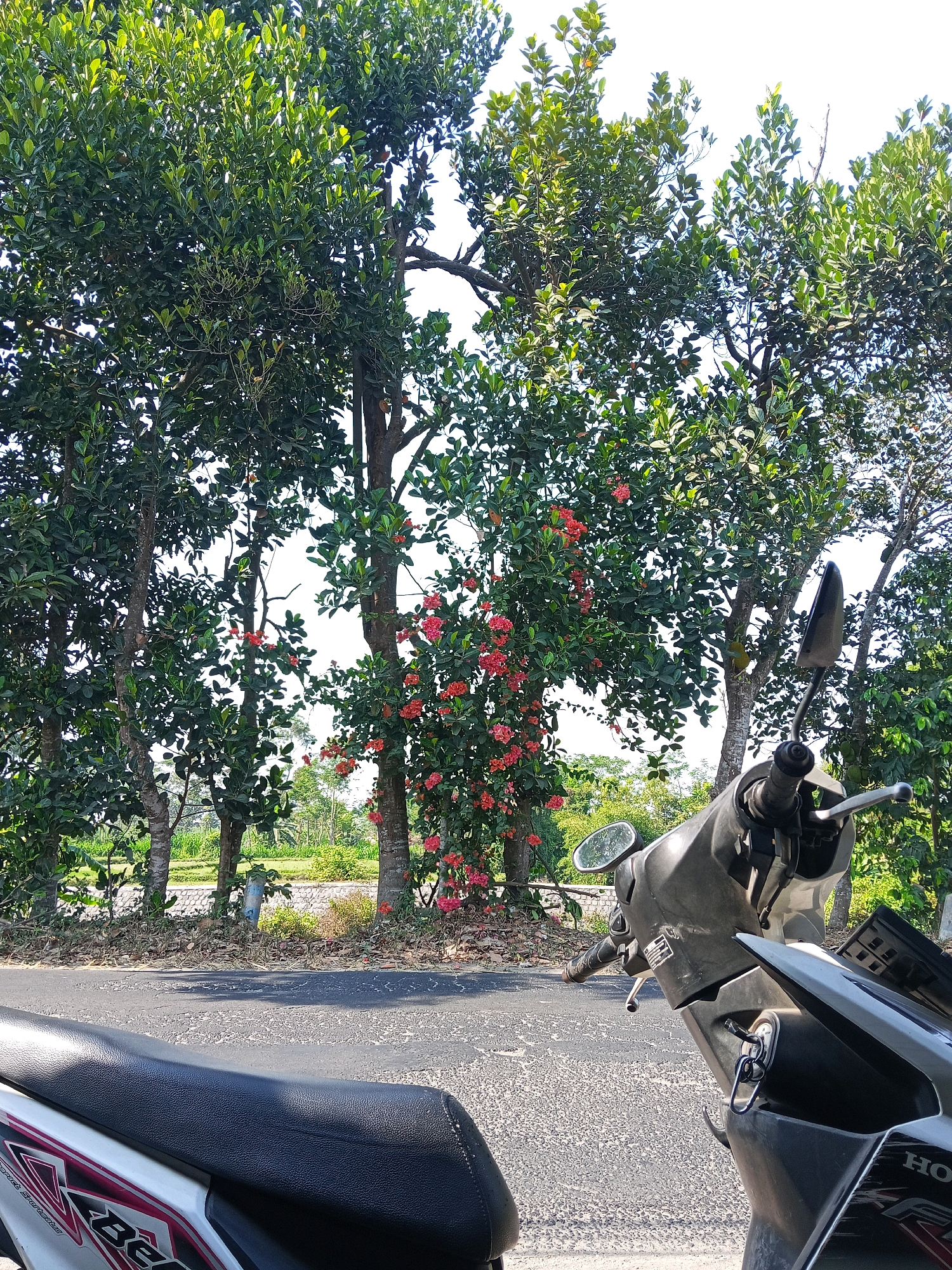 The image shows a close-up view of a motorcycle parked on the side of a road. The motorcycle is dark gray and has a black seat. In the background, there are several trees with green leaves and some red flowers. The sky is visible behind the trees and appears to be clear and bright. A road with a textured surface is in the foreground, and a small patch of grass is visible on the left side of the road. The environment suggests a tropical or subtropical location, possibly in or near Wates, Indonesia, given the presence of lush vegetation. There are no people visible in the image.