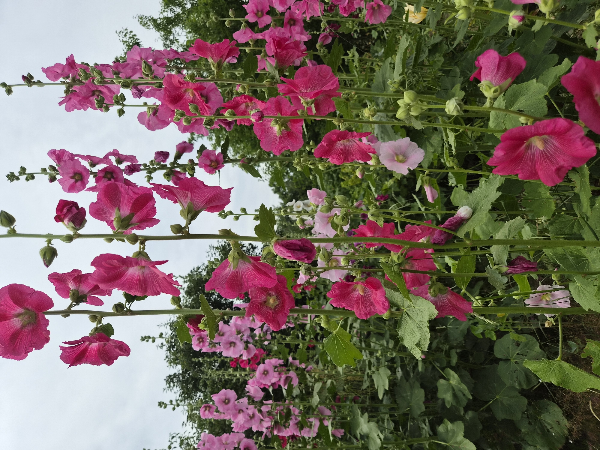 A patch of tall, vibrantly pink hollyhocks bloom in a garden under a pale, overcast sky. The flowers, with their delicate, ruffled petals, are clustered along thick green stems, interspersed with numerous green buds. Dark green, broad leaves form a dense undergrowth. In the background, the lush foliage of trees creates a natural border. The scene appears to be in the city of Novosisoevka, Russia, suggesting a typical summer garden setting.