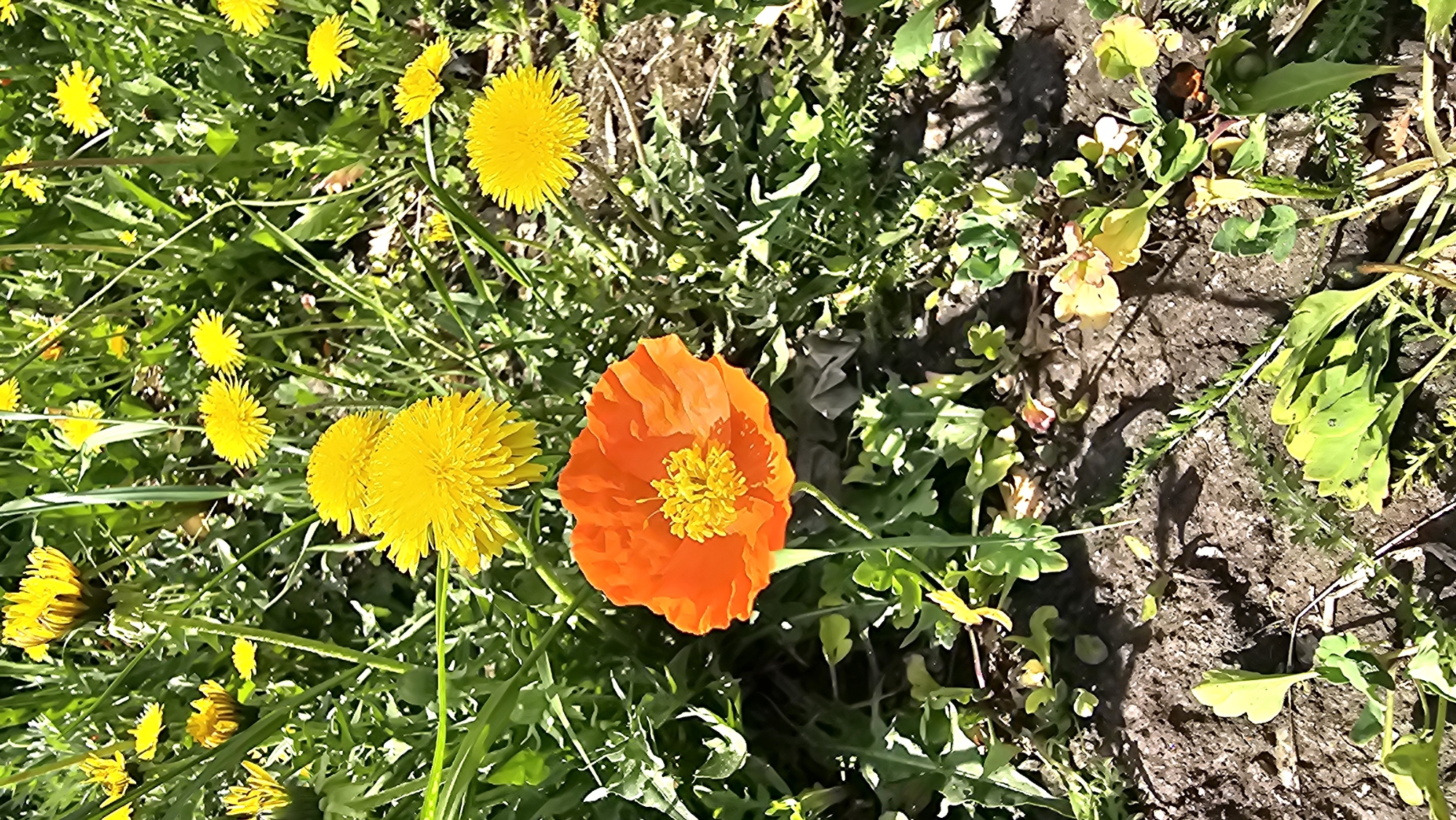 The image depicts a patch of ground with grass, weeds, and several flowers. Predominantly, there are yellow dandelions interspersed throughout the green vegetation. Notably, a single orange poppy stands out amidst the dandelions and grass. To the right of the flowers, there is an area of bare, somewhat shadowed ground. There are no visible people in the image. The location, city, and country are unknown.