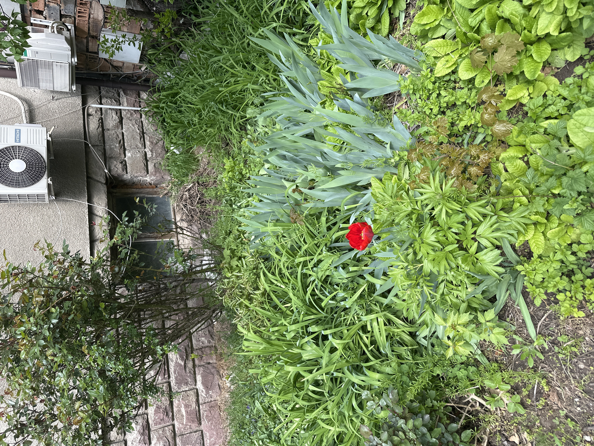 The image displays a verdant garden bed situated alongside a building wall in what appears to be an urban setting, consistent with Sofia, Bulgaria. The scene is rich with various types of green foliage, indicating a spring or early summer season.
The garden bed, occupying the right side of the frame, is filled with diverse plant life. A single, vibrant red tulip stands out prominently among the greens. Large clumps of sword-like, pale green leaves, likely belonging to irises or similar plants, are visible. Other plants include those with long, grass-like blades, broader ruffled leaves, and delicate, fine foliage. A cluster of young saplings with reddish-brown new leaves, possibly maples, can be seen, along with some exposed patches of dark soil.
The left side of the image features a textured building wall. The lower section is constructed from dark, irregular stone blocks, while the upper part consists of a lighter-colored, smoother concrete or stucco finish. Two white outdoor air conditioning units are mounted on this upper wall, with the lower unit clearly bearing the "HITACHI" brand name. Various white pipes and electrical conduits run across the wall, connecting to the air conditioning units. A small, dark window with what appears to be dirty glass is set into the stone part of the wall. A dense, multi-branched green shrub or bush grows against the lower wall on the far left, partially obscuring it. Reddish-brown bricks are visible at the very top left, suggesting additional building materials.
The lighting is soft and diffused, suggesting an overcast day or a time of day with indirect sunlight. No human activity or specific event is taking place; the scene captures a static view of the garden and building exterior.