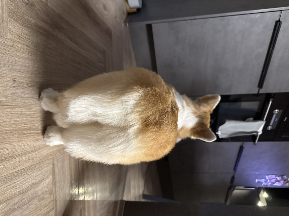 A corgi stands on a wood-look floor facing grey kitchen cabinets. Its back is toward the viewer, showcasing its orange and white fur and stumpy legs. One cabinet has a long black handle. A microwave sits beneath the cabinet, with something inside it. Small items are visible in a lower cabinet. The image is taken from above the dog.