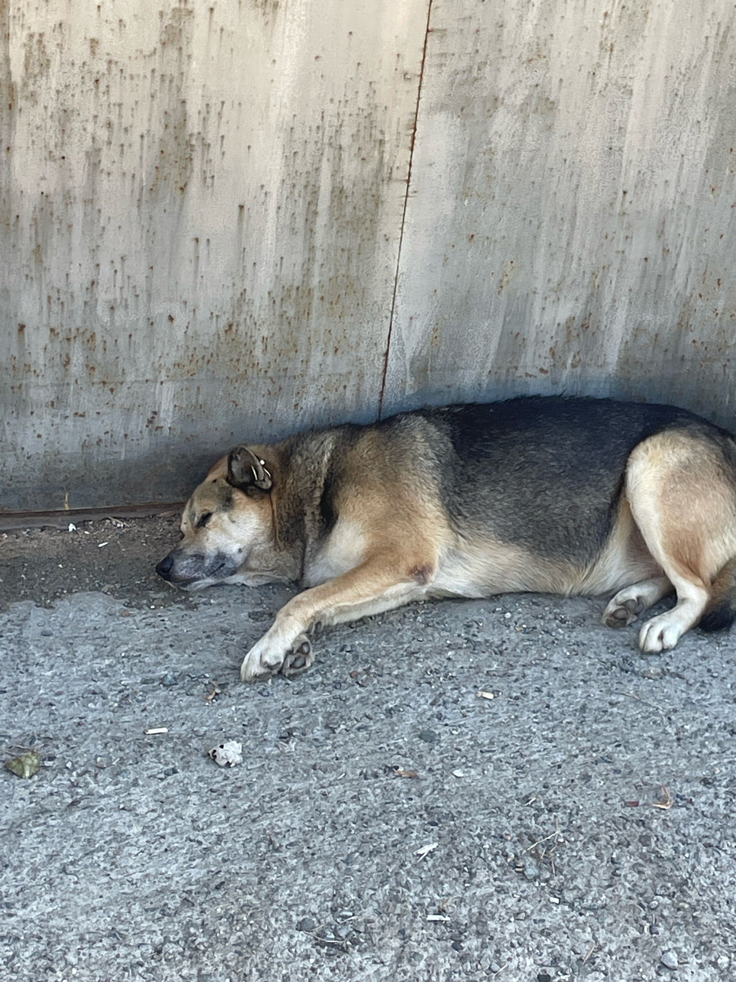 A medium-sized dog with tan and dark brown fur is sleeping on a textured concrete surface. The dog is lying on its side, with its head resting near a stained, weathered metal wall. The dog has a tag in its left ear. The concrete surface is littered with small debris, including what appears to be cigarette butts and leaves. The overall environment suggests an outdoor urban setting, possibly in a less-maintained area of Baranovka, Russia, given the context.