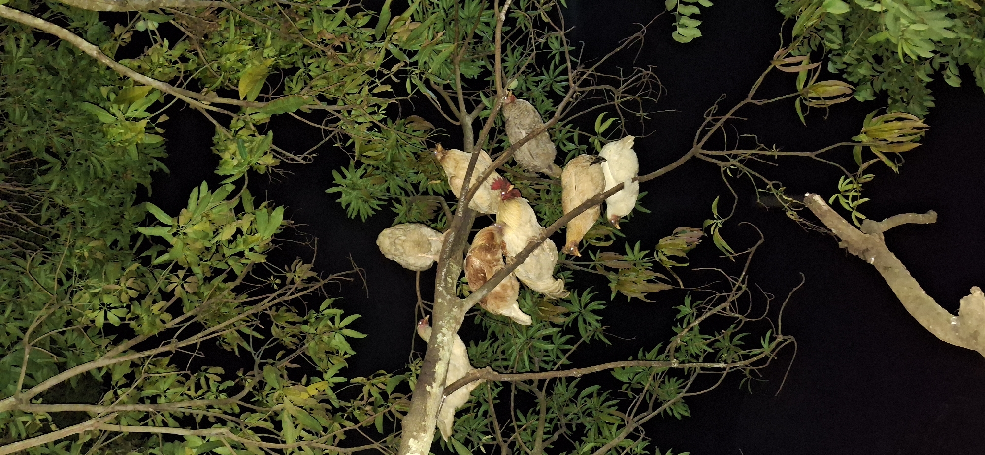 In Vallecito, Venezuela, at night, several chickens are roosting on the branches of a tree. The chickens are of various colors, including white, brown, and tan. They are positioned on different parts of the branches, some clustered together and others more spread out. The tree is leafy, and the background is dark, suggesting it is nighttime. One chicken on the left appears to have its head turned, looking to the side. Another chicken towards the bottom center has a red comb, indicating it is likely a rooster. The scene is captured from a low angle, looking up into the branches of the tree.