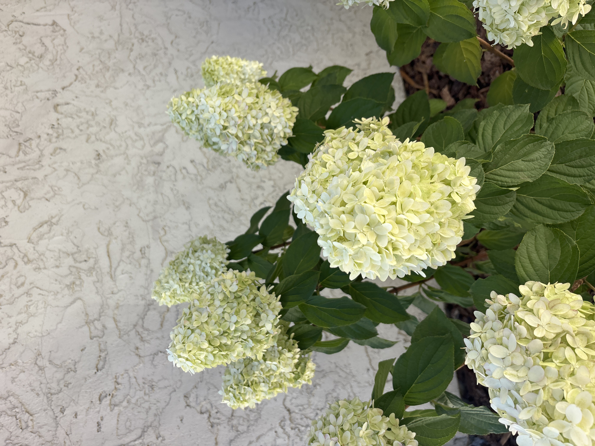A close-up, eye-level, outdoor shot showcases a cluster of pale green and white hydrangeas against a textured, light-colored wall. The hydrangeas are in full bloom, with numerous small, delicate flowers forming large, cone-shaped clusters. The leaves are a deep green, providing a contrast to the lighter blossoms. The wall behind the flowers has a rough, stucco-like texture with a pattern of irregular, darker lines. The lighting suggests it is daytime, with sunlight casting subtle shadows. The image appears to be taken in a residential garden or landscaped area. The location is identified as Orangevale, United States, although no specific landmarks are visible to confirm this.