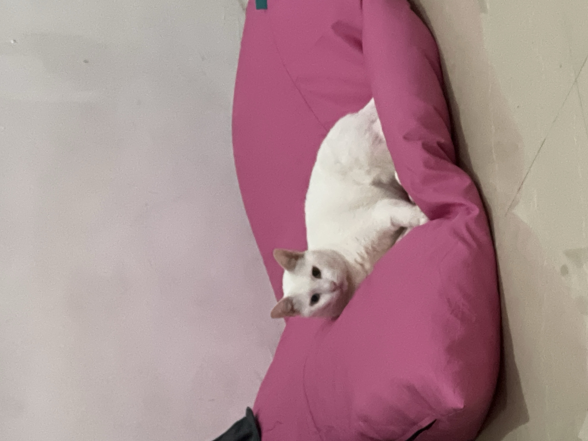 A white cat rests on a bright pink beanbag chair in an indoor setting. The cat is positioned in the center of the beanbag, with its body partially reclined and its head turned towards the viewer. The background consists of a light pink wall and a light-colored floor, possibly tiled. A dark object, likely a piece of clothing, is visible to the left of the beanbag. The overall scene is casual and domestic. The image does not contain any elements that can be used to determine a specific location within Sukawati, Indonesia.