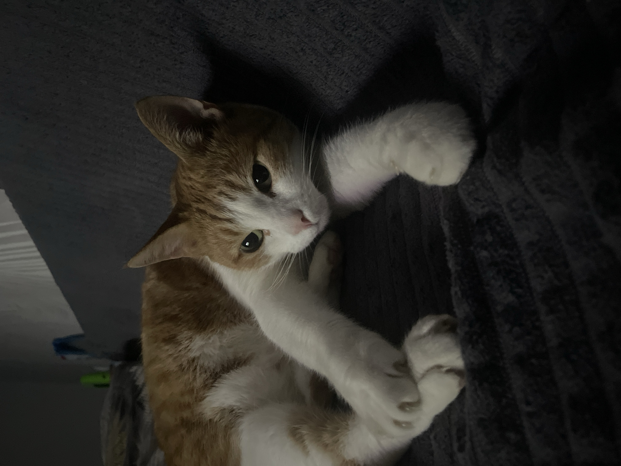 A ginger and white cat is lying on a dark, textured surface, possibly a sofa or blanket, in a dimly lit indoor setting. The cat is looking towards the viewer with green eyes, its head resting on its paws. The background is out of focus, but appears to include a wall and possibly some objects on a shelf, one of which is blue and green. The scene is devoid of any human presence or activity. The image does not contain any discernible elements that would allow for the identification of its location within the city of Zhukovo, Russia.
