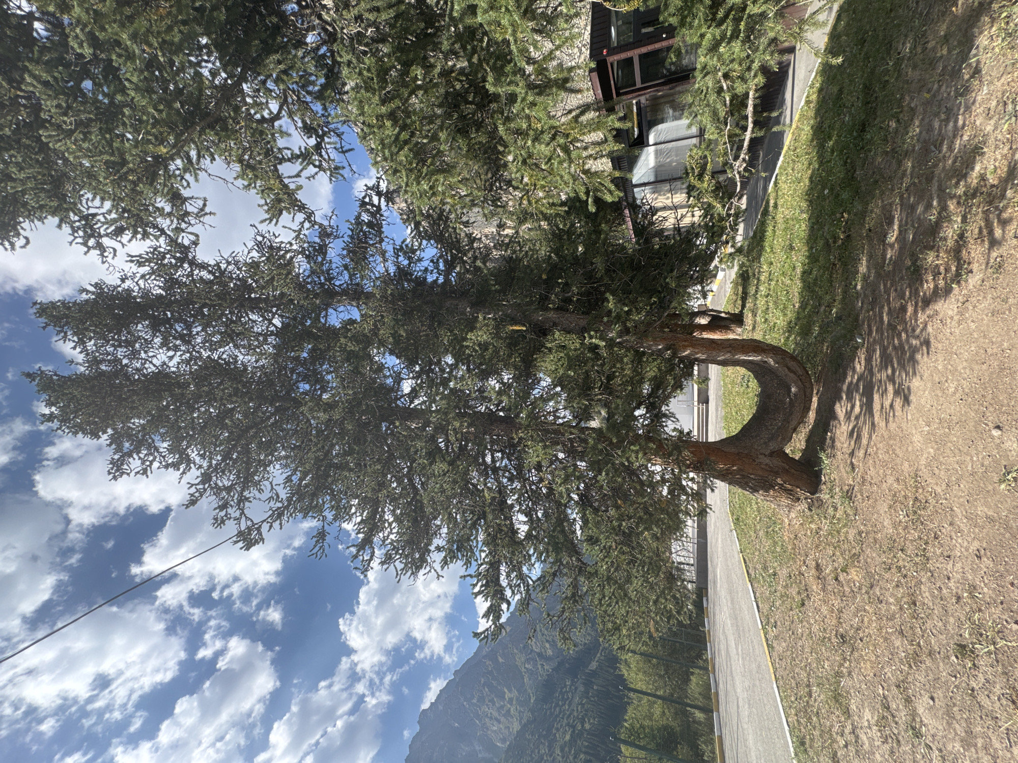 In the city of Unknown, Kyrgyzstan, a unique tree with two trunks that have bent and curved to meet each other forms a U-shape in the foreground. This unusual tree stands on a patch of dry grass and dirt, casting dappled shadows on the ground. To the left, a paved road with yellow and white markings runs alongside a grassy area and a fence. In the background, a modern building with large glass windows and dark trim is partially visible behind the branches of the tree. Beyond the building and the tree, a steep, rocky mountain range dominates the horizon under a bright blue sky dotted with fluffy white clouds. The overall scene captures a striking natural formation set against a backdrop of urban infrastructure and majestic mountain scenery.
