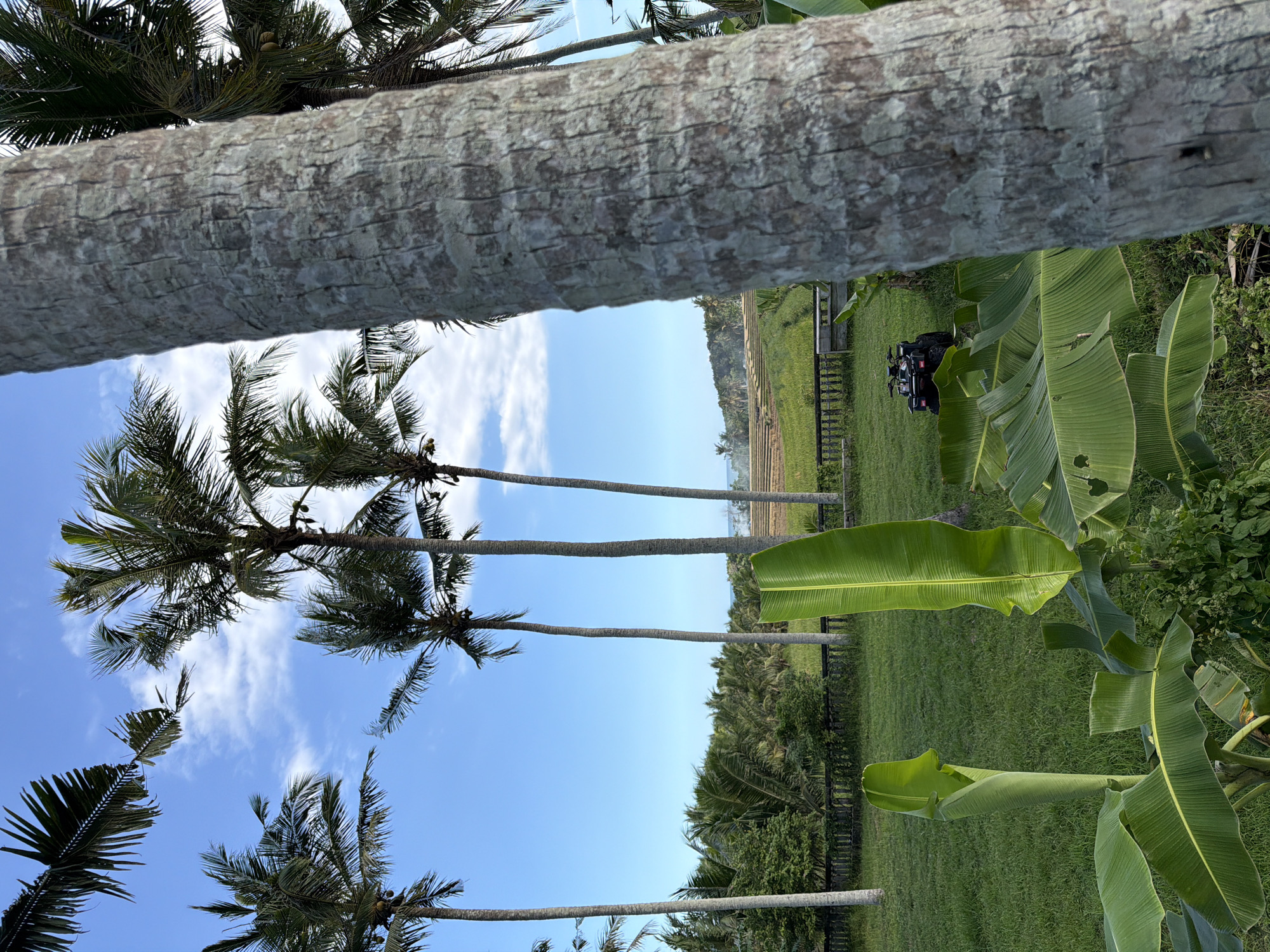 The image captures a tropical scene in Selemadeg Timur, Indonesia. The viewpoint is from beneath a palm tree, with its trunk dominating the top portion of the frame. Several other palm trees stretch upwards towards a clear, blue sky dotted with scattered white clouds.
On the right side, a banana plant with broad, green leaves is visible. The foreground transitions into a grassy lawn, bordered by a dark wooden fence. Beyond the fence, there is lush greenery and a glimpse of a distant field. An ATV is parked on the grass.
