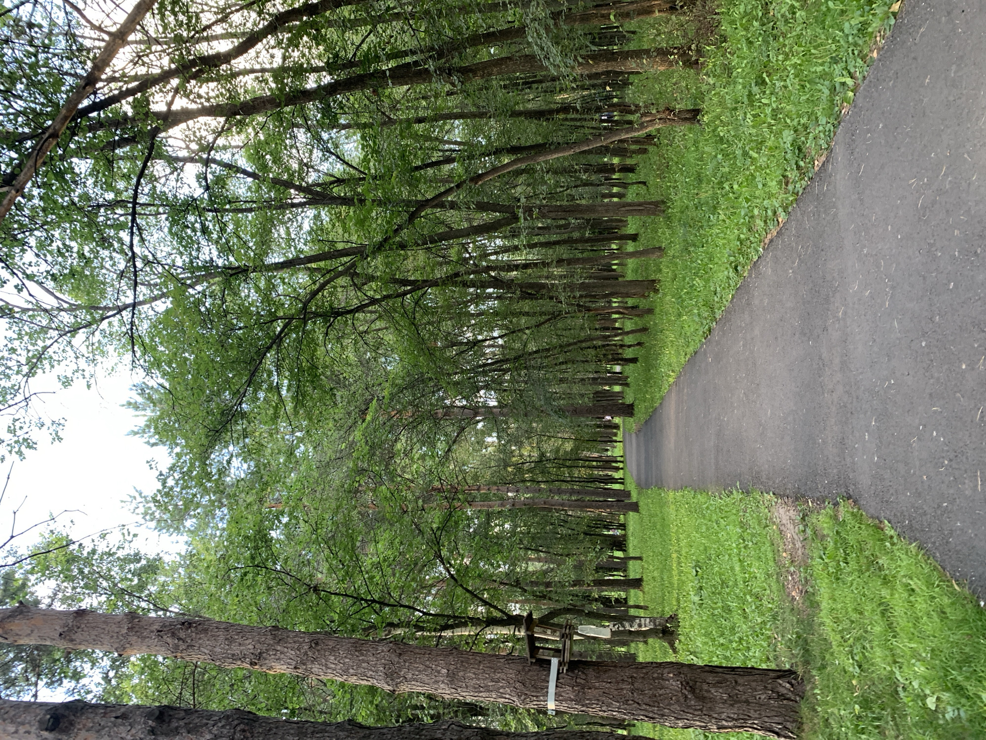 The image shows a paved park path winding through a dense forest of deciduous trees, their leaves a vibrant green. The path begins in the foreground and recedes into the distance, bordered on either side by lush green grass. Sunlight filters through the canopy, creating dappled light on the path and surrounding foliage. In the foreground, a thick tree trunk stands to the left, with a wooden structure attached to it. The environment suggests a well-maintained park or recreational area. There are no people visible in the image. The location is identified as Prokopyevsk, Russia.
