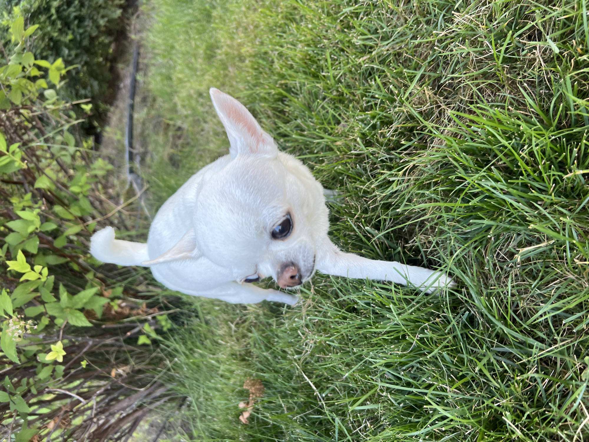 A white Chihuahua dog is pictured standing in lush green grass in Kryzhanivka, Ukraine. The dog is facing to the left of the frame, with its head turned slightly towards the camera. Its ears are pointed upwards, and its dark eyes are visible. The dog's tail is curled over its back. In the background, there is a dense green bush with some lighter green leaves. The ground is covered in short, well-maintained grass, with some dry leaves scattered throughout. The lighting suggests it is daytime, possibly late afternoon given the soft shadows. The overall scene is one of a pet outdoors in a natural setting.