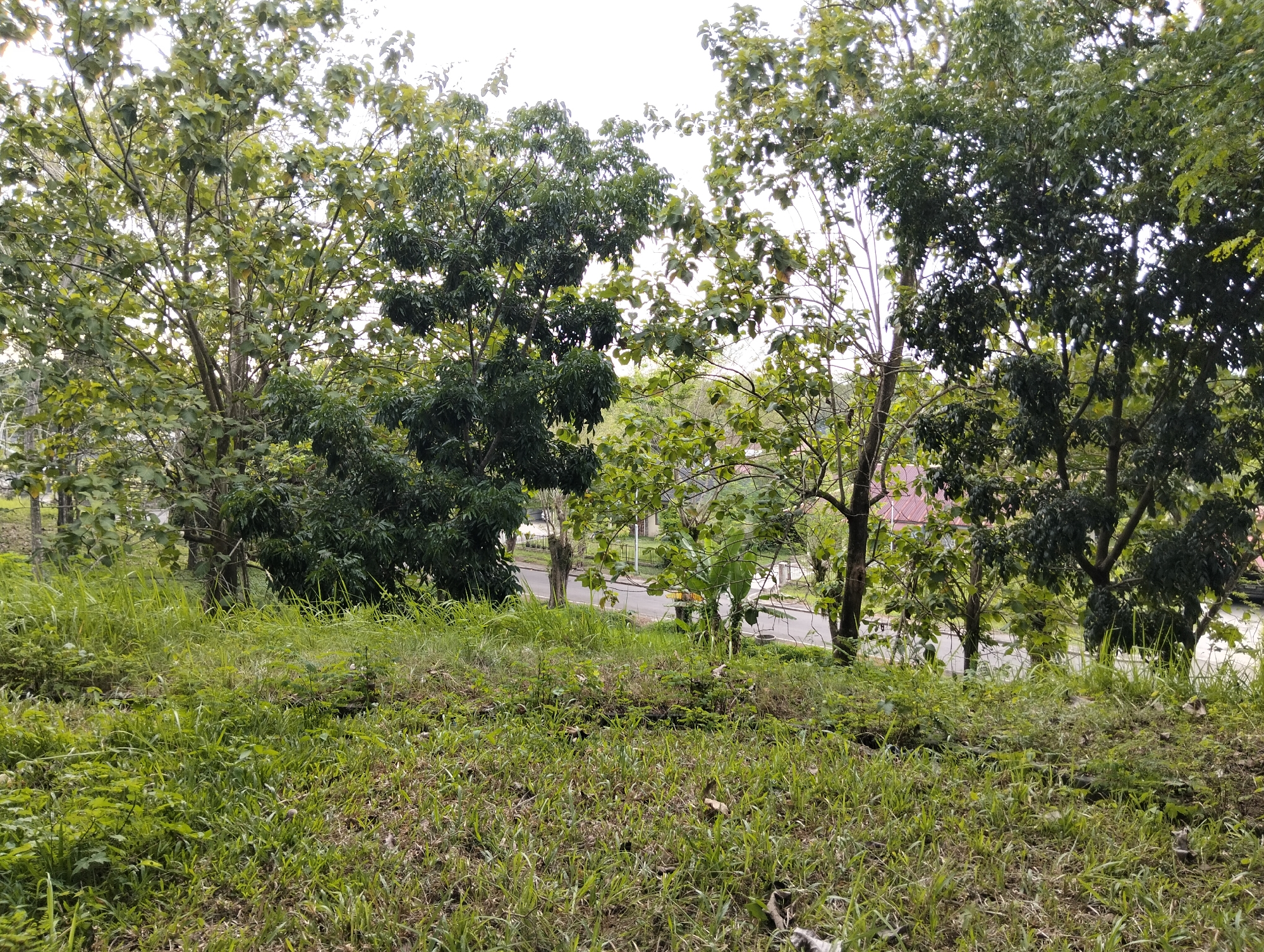 The image depicts a verdant, grassy hillside overlooking a road in Palohgadeng, Indonesia. Several trees with lush green foliage are scattered across the scene, some reaching high into the bright, overcast sky. The foreground is dominated by thick, overgrown grass and smaller plants, with some dry leaves visible on the ground.
In the middle ground, a paved road curves gently through the landscape. Beyond the road, a few buildings with reddish-brown roofs are partially visible through the trees. A white fence runs along the side of the road, and a trash can is positioned nearby. The overall impression is one of a natural, somewhat unkempt environment with signs of human habitation in the distance.
The time of day appears to be daytime, with the sky being bright but cloudy, suggesting it might be overcast or a hazy morning/afternoon. There are no people or explicit activities taking place. The scene conveys a sense of tranquility and natural beauty, with the vibrant green of the vegetation being the most striking element. There is no visible text in the image.