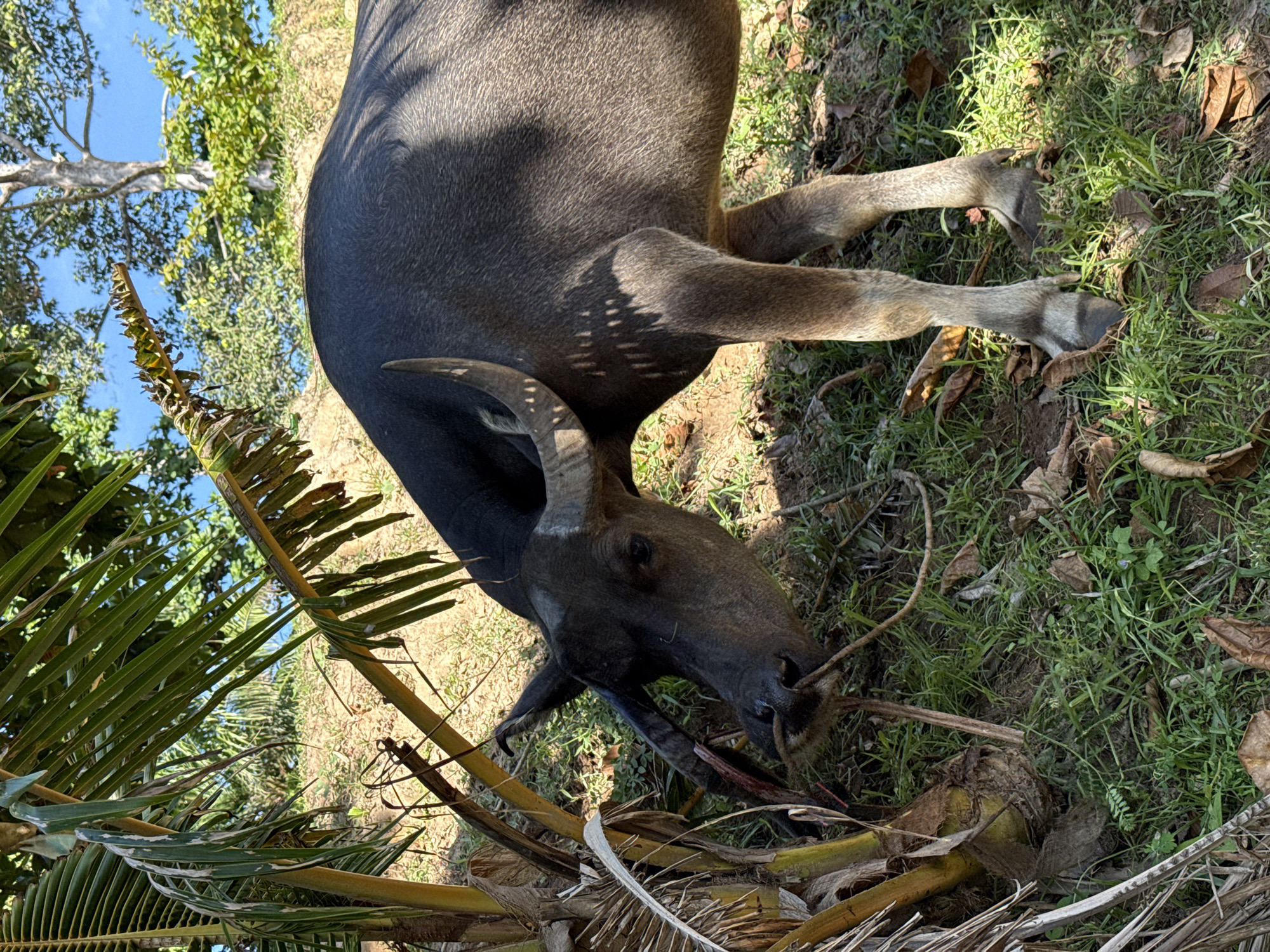 A water buffalo, with dark gray skin and large, curved horns, is shown in a natural outdoor environment, possibly in Baan Chaweng Noi, Thailand. The buffalo is positioned in the lower right of the frame, facing left and slightly downwards, appearing to nibble at the base of a plant or tree trunk. The surrounding area is grassy with scattered fallen leaves and dirt. In the background, there is a sandy slope and lush green foliage, including palm fronds from a plant on the left side of the image and trees with a bright blue sky visible above. The lighting suggests it is daytime, with dappled sunlight casting shadows on the buffalo's body.