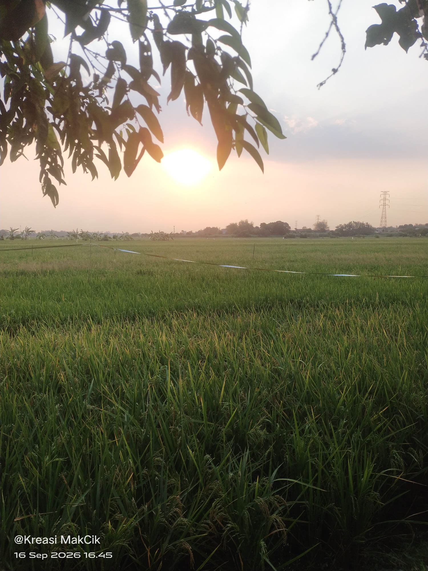 The image depicts a tranquil rice paddy field at sunset in Sambungrejo, Indonesia. The foreground is dominated by lush green rice stalks, some with developing grains. In the middle ground, the field stretches out, with subtle lines indicating irrigation channels or boundaries. The background features a flat landscape with scattered trees and two tall electricity pylons. The sun is setting on the horizon, casting a warm, golden glow across the sky, which is partly cloudy. In the upper left corner, the silhouette of leaves and branches from a tree hangs over the scene. The lower left corner of the image contains a watermark reading "@Kreasi MakCik" and the date "16 Sep 2026 16.45". There are no people or animals visible in the frame, and no apparent actions are taking place. The overall atmosphere is one of natural beauty and rural serenity.