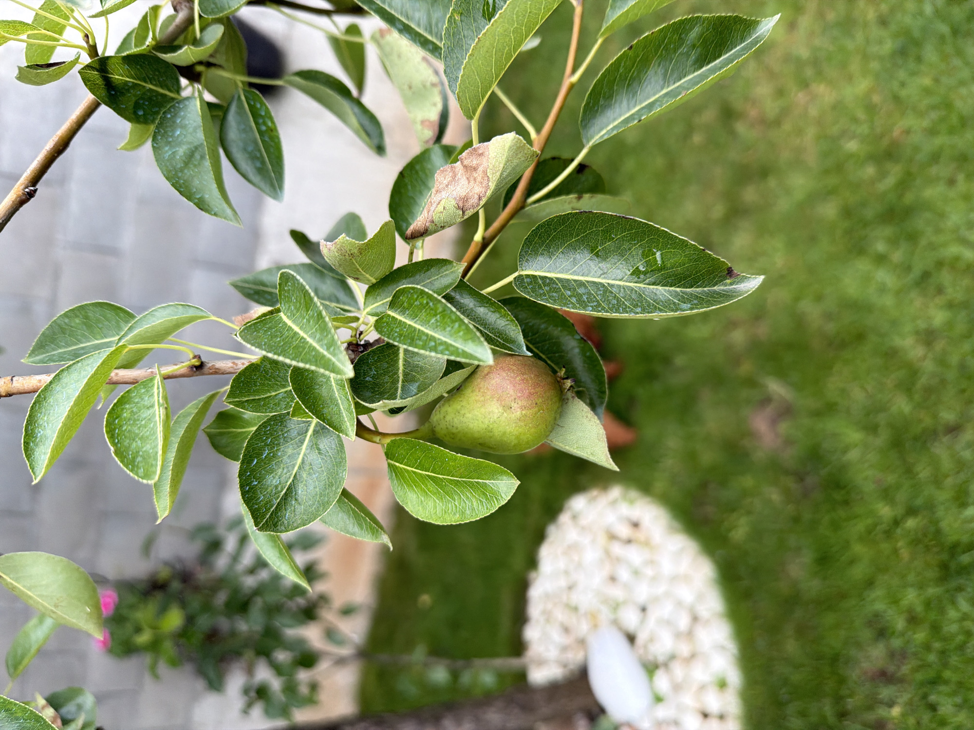 This image depicts a pear on a branch, surrounded by green leaves, with water droplets visible on some leaves. The background shows a grassy area, a tree trunk, and a white decorative border made of stones. In the further background, a grey brick wall and some pink flowers on a plant are visible. The lighting suggests it is daytime, possibly after rain. There are no people or animals in the frame. The overall scene appears to be a garden or yard. The specific location in Sofia, Bulgaria cannot be determined from the visual information provided.
