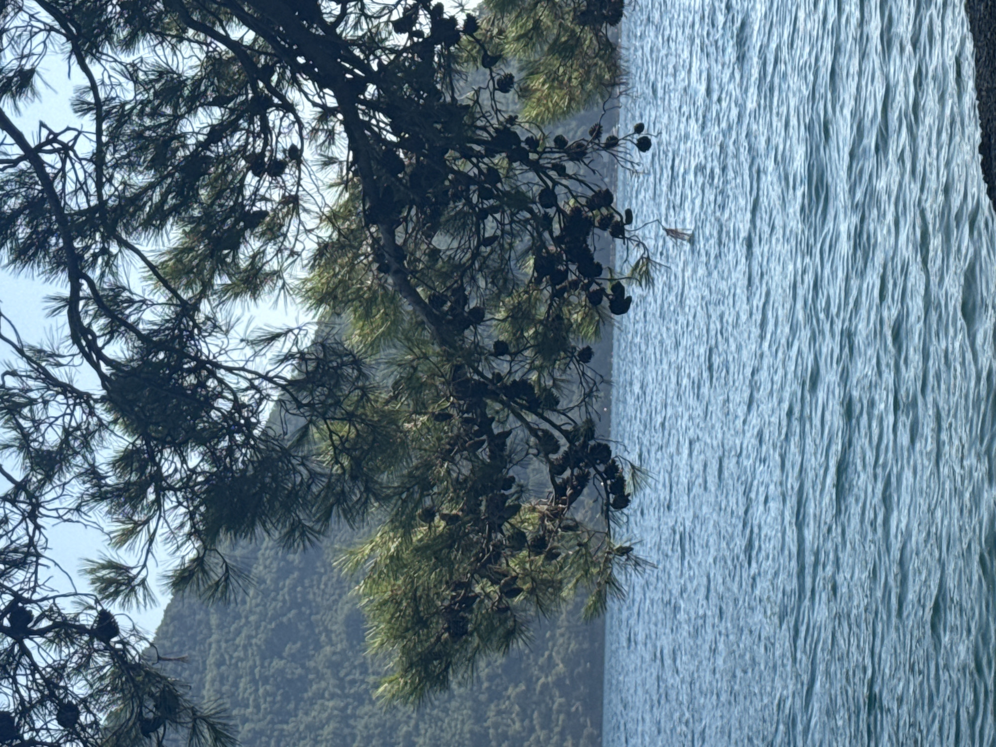 The image depicts a tranquil scene of the Adriatic Sea from the shore in Perast, Montenegro. A branch of a pine tree laden with cones hangs over the water from the left side of the frame, its needles casting shadows on the blue, rippling surface of the sea. The background features a lush green, tree-covered hillside, which is characteristic of the mountainous terrain surrounding the Bay of Kotor. The water is a deep blue with subtle waves, suggesting a calm day. The foreground shows a sliver of dark, pebbly shore. The lighting indicates it is daytime, possibly late afternoon, with the sun casting a soft glow on the scene. No people or man-made structures are visible, emphasizing the natural beauty of the coastal landscape.