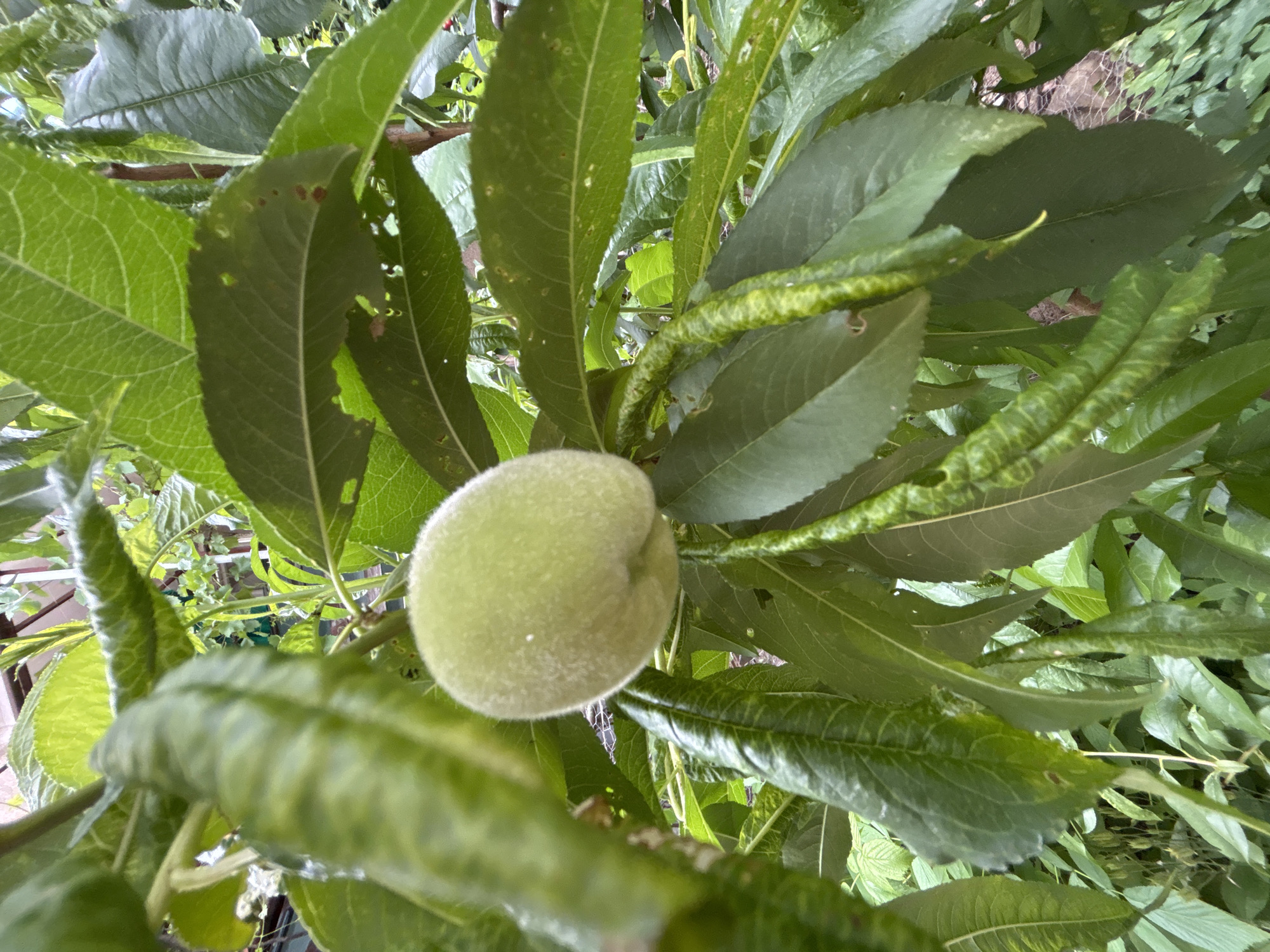 A close-up, eye-level shot captures a young, fuzzy, pale green fruit, possibly a peach or nectarine, hanging from a branch amidst lush green foliage. The fruit is slightly off-center to the left, with its fuzzy texture and smooth, round shape clearly visible. The surrounding leaves are varied in shape and size, with some appearing slightly crinkled or wavy, and others showing small holes, hinting at potential insect activity or natural wear. The lighting suggests an overcast day or dappled shade, with soft illumination that highlights the textures of the fruit and leaves without harsh shadows. The background is a blur of more greenery and hints of what might be a garden setting or natural vegetation, including a glimpse of a wire mesh fence or trellis in the upper left quadrant. The overall impression is one of natural growth and early fruit development in an outdoor environment. The image does not contain any discernible elements that would allow for precise location identification within Montana, Bulgaria; it depicts a generic outdoor scene focused on a single fruit-bearing plant.