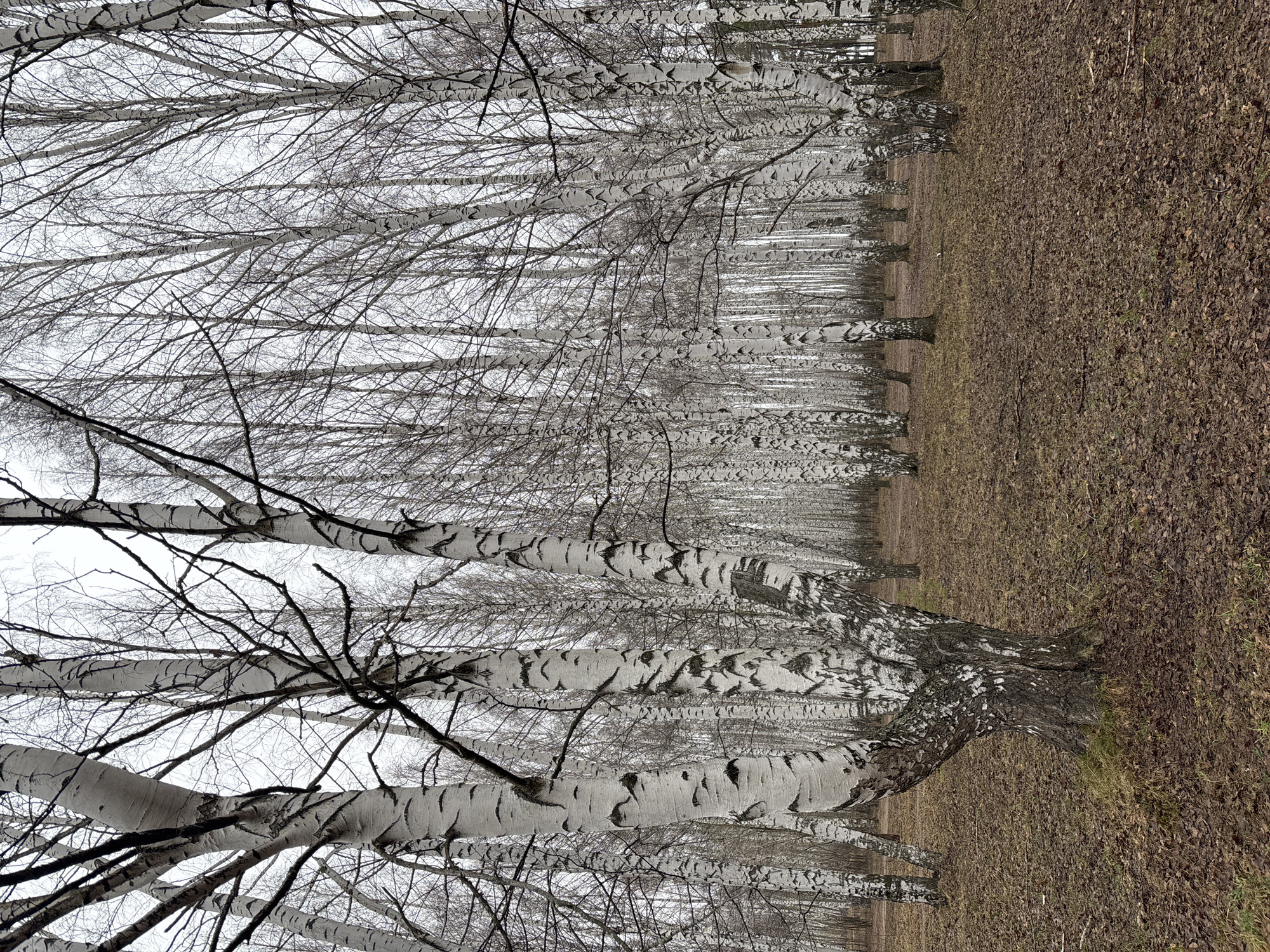 The image depicts a birch tree forest in the city of Chaikovsky, Russia. The trees are leafless with white bark and black markings. The ground is covered with brown leaves. The sky is overcast and grey. There is no evidence of any people, subjects, objects, actions, or interactions.