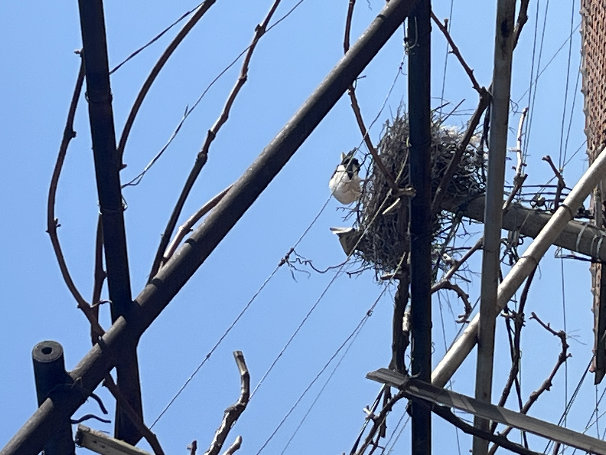 A low-angle shot depicts a bird's nest built within a framework of dark brown metal bars and thin bare branches against a clear blue sky. A bird is visible at the edge of the nest. The location appears to be urban, with a brick building partially visible on the right.