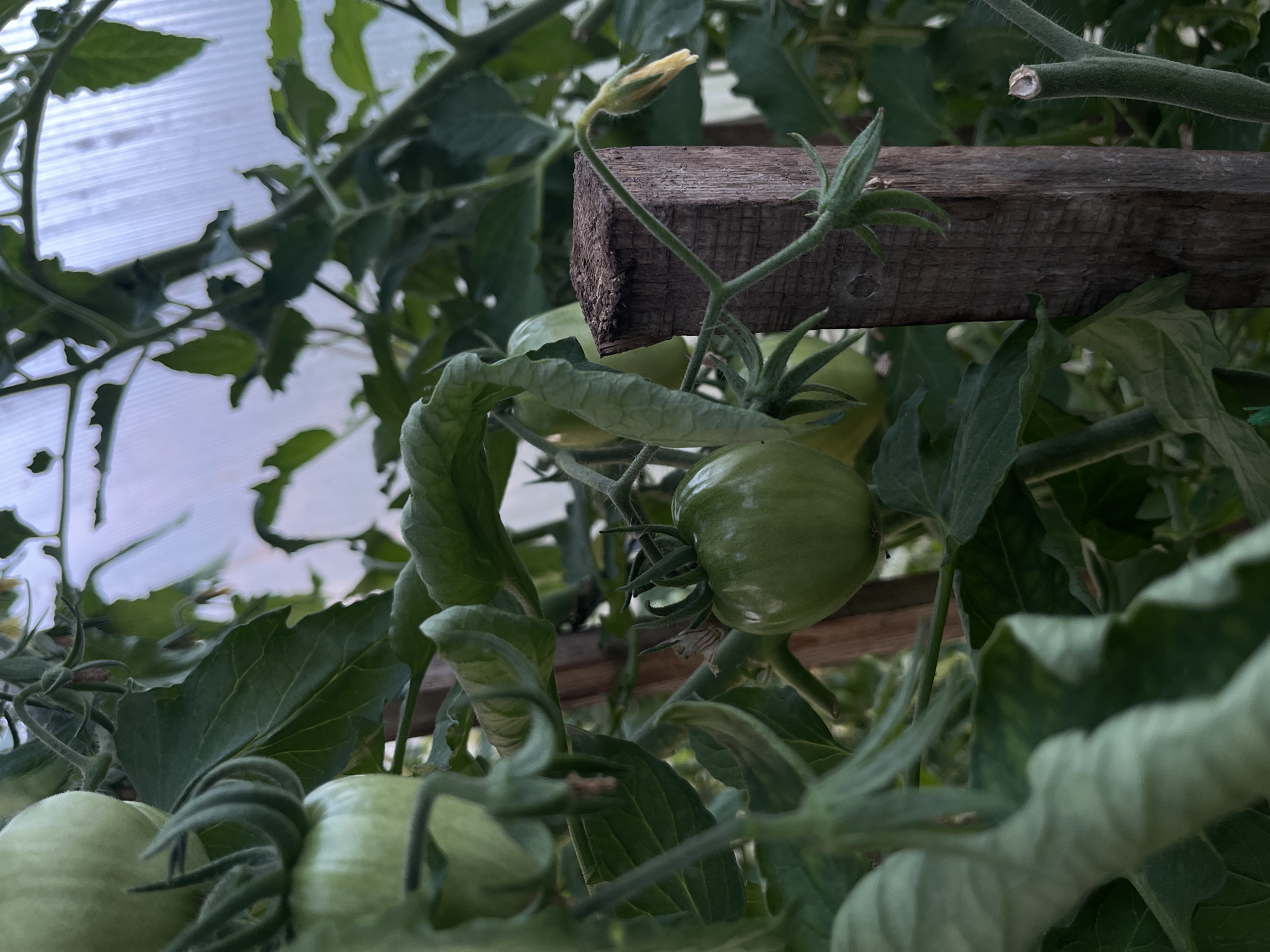 The image shows a close-up view of green tomatoes growing on a vine in a greenhouse. The tomatoes are of various sizes and are attached to the plant by their stems. The leaves of the tomato plant are dark green and appear healthy. A wooden stake is visible in the foreground, which is likely used to support the tomato plant. The background is blurred but suggests the presence of other plants and the translucent material of the greenhouse. There are no people or animals visible in the image.