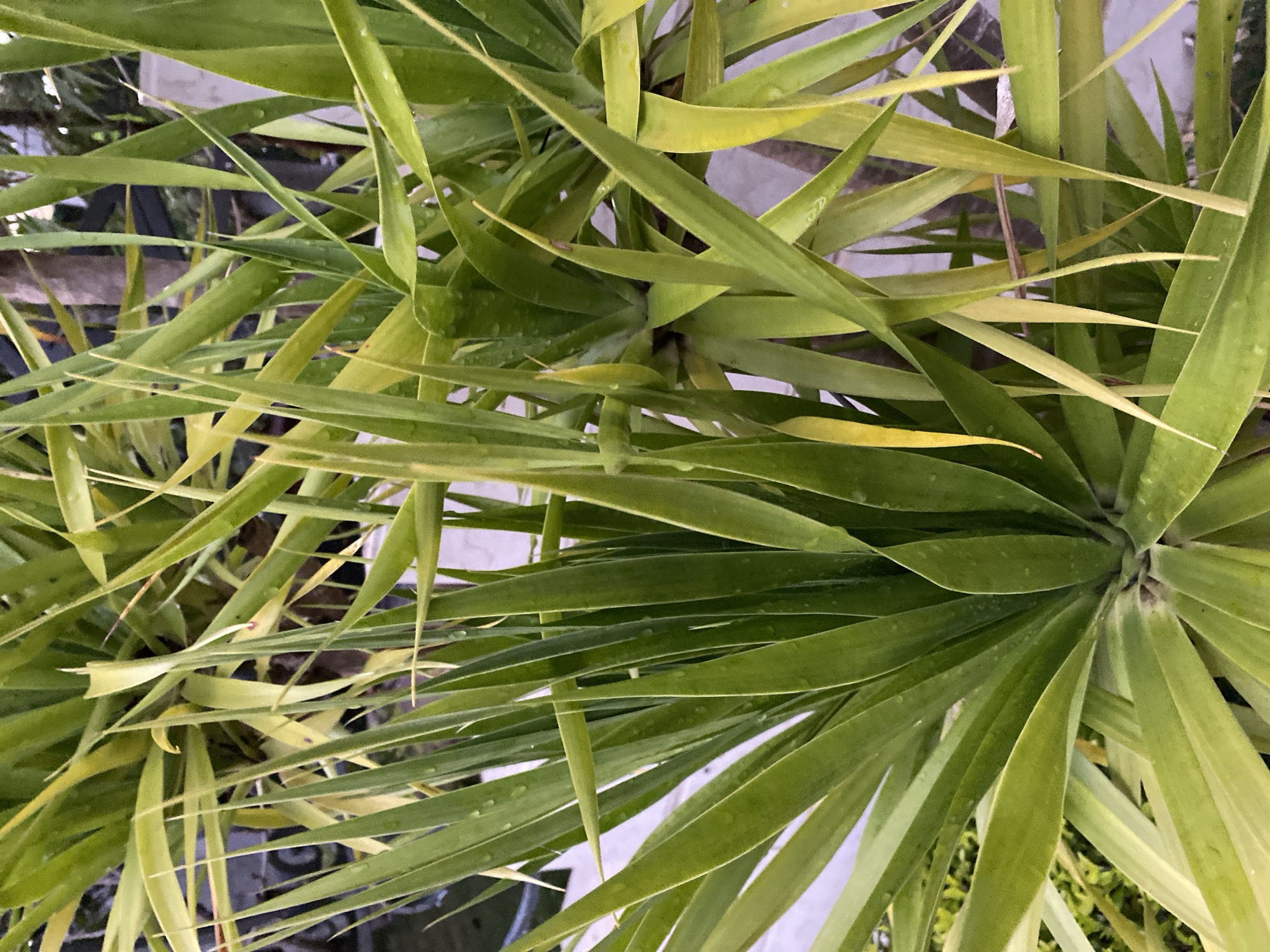 The image shows a close-up view of three green plants with long, pointed leaves, possibly yucca or a similar species, growing in what appears to be an outdoor setting. The plants are arranged in clusters, with leaves radiating outwards from a central point. The leaves are predominantly green, with some showing a yellowish tint. The backdrop is a textured, light-colored surface, possibly a wall or paving stones. The plants seem to be damp or wet, possibly from rain or watering. The location is presumed to be Da Lat, Vietnam, but there are no clear indicators in the image to confirm this specifically. The primary subjects are the plants themselves, and the focus is on their texture, color, and arrangement.