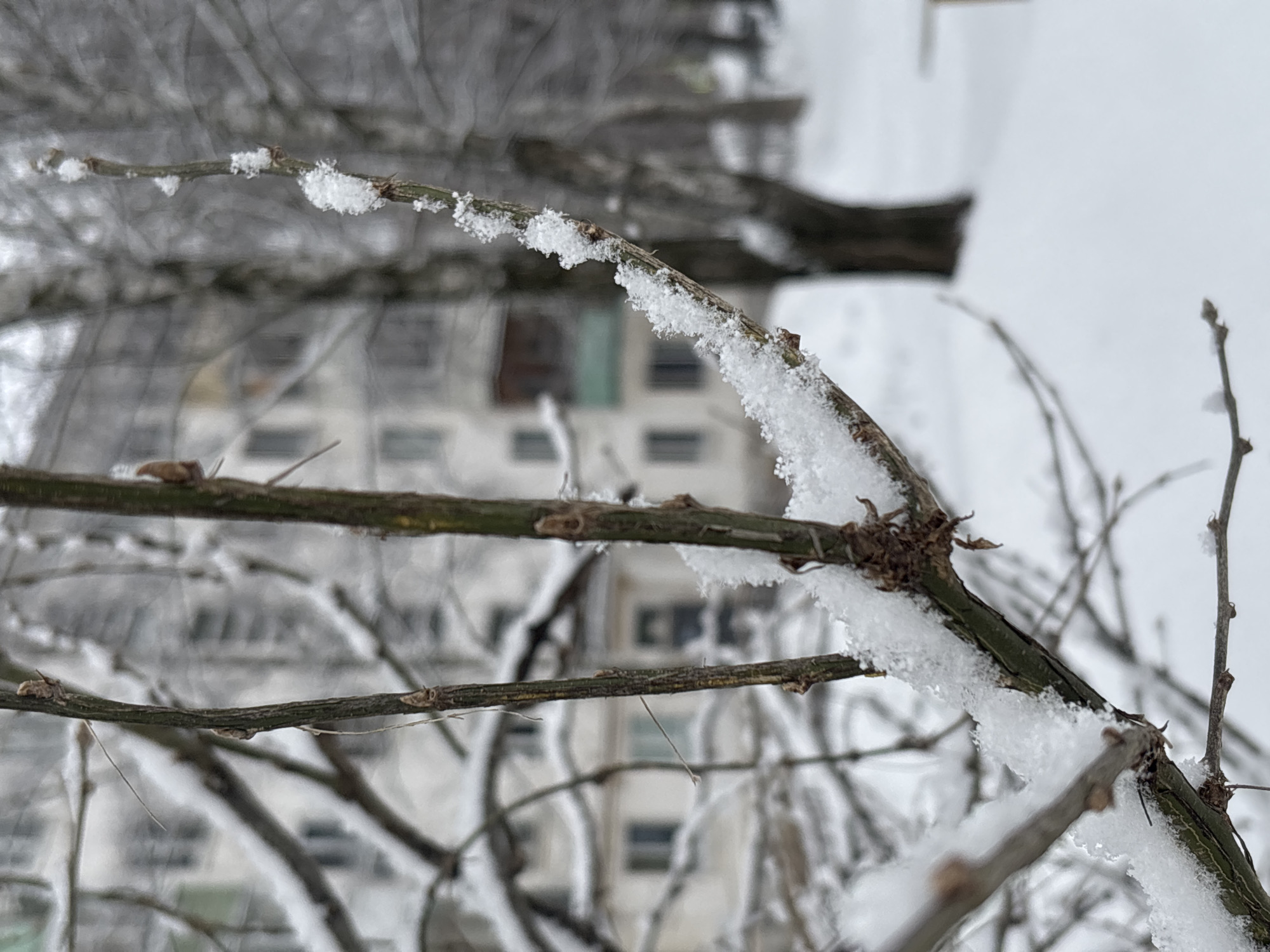 The image depicts tree branches covered in snow, with a building visible in the background. The branches are thin and bare, indicating a winter season. The snow appears fresh and lightly covers the branches. The building in the background seems to be a multi-story residential structure, typical of urban areas. The image appears to be taken from ground level, looking up at the branches and the building. While I can describe the scene, I cannot identify a precise location within the city of Izhevsk, Russia.