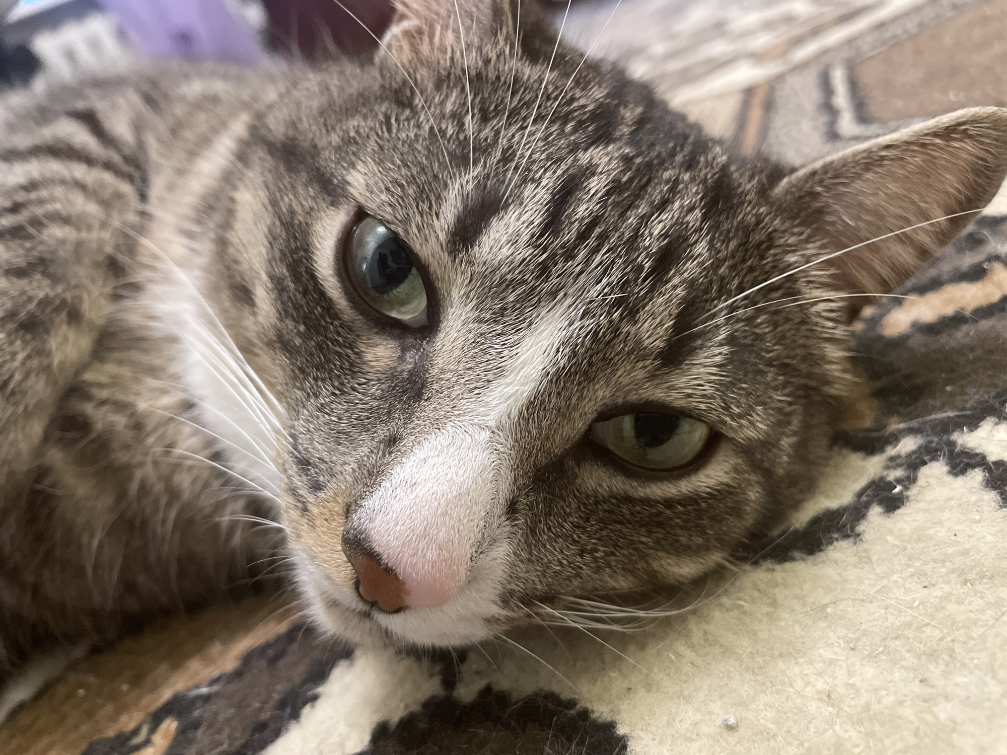 The image is a close-up, eye-level shot of a tabby cat's face. The cat is lying down, with its head resting on a textured surface that appears to be a rug with a brown, black, and cream pattern. The cat has green eyes, a pink nose, and gray and brown striped fur. Its white whiskers are prominent against its face. The background is blurred, but a hint of a purple object is visible in the upper left corner. The lighting is soft and natural.