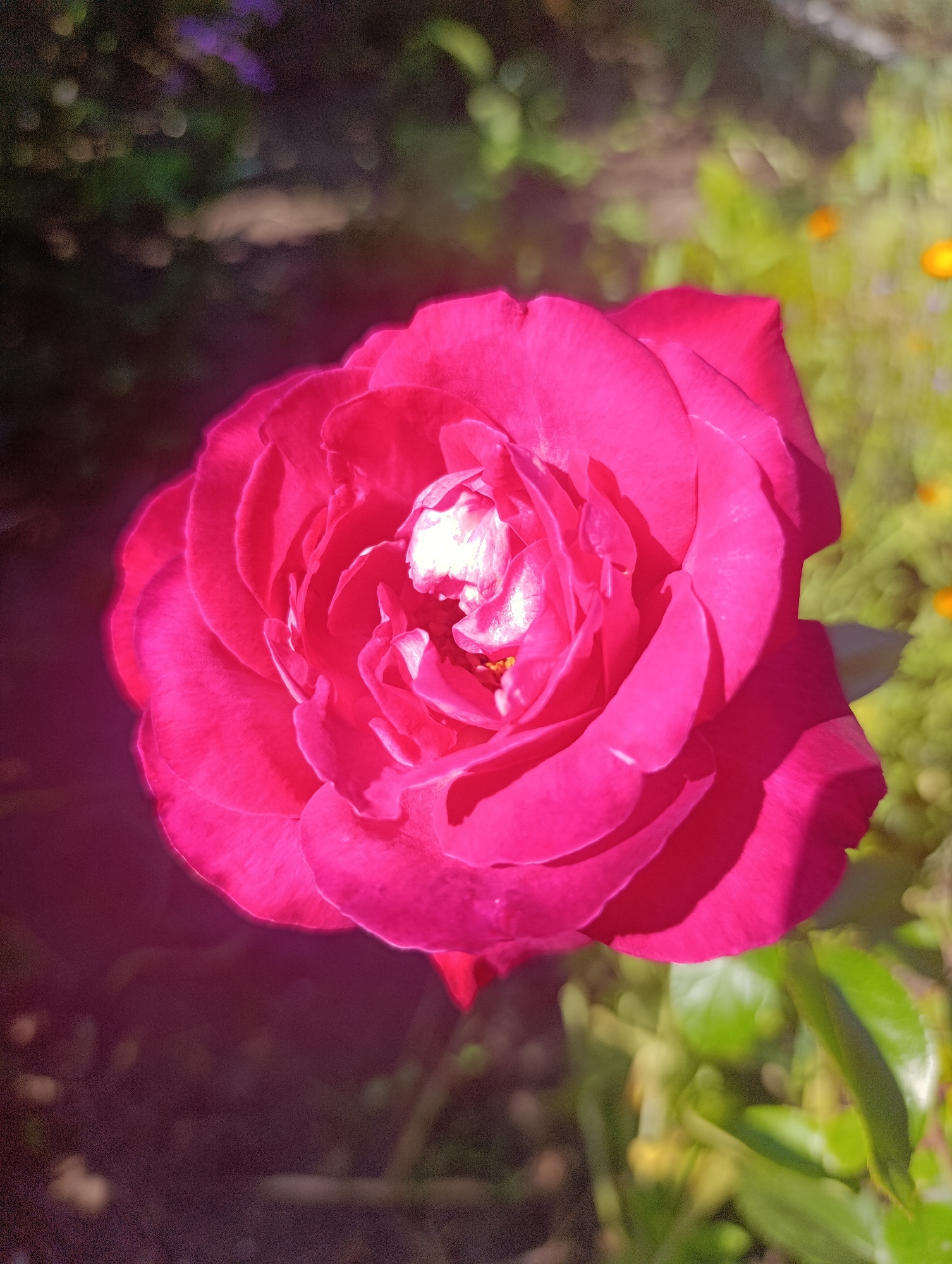 A close-up, vertical shot captures a vibrant, dark pink rose in full bloom, positioned centrally in the frame. The rose's petals are tightly layered, with the inner petals showcasing bright white highlights due to direct sunlight. The background is softly blurred, featuring a mix of dark, shadowy foliage on the left and sunlit greenery with hints of yellow flowers on the right. The overall impression is that of a rose photographed outdoors in a garden setting. The image does not contain any discernible information about its location in the city of Kalynivka, Ukraine.