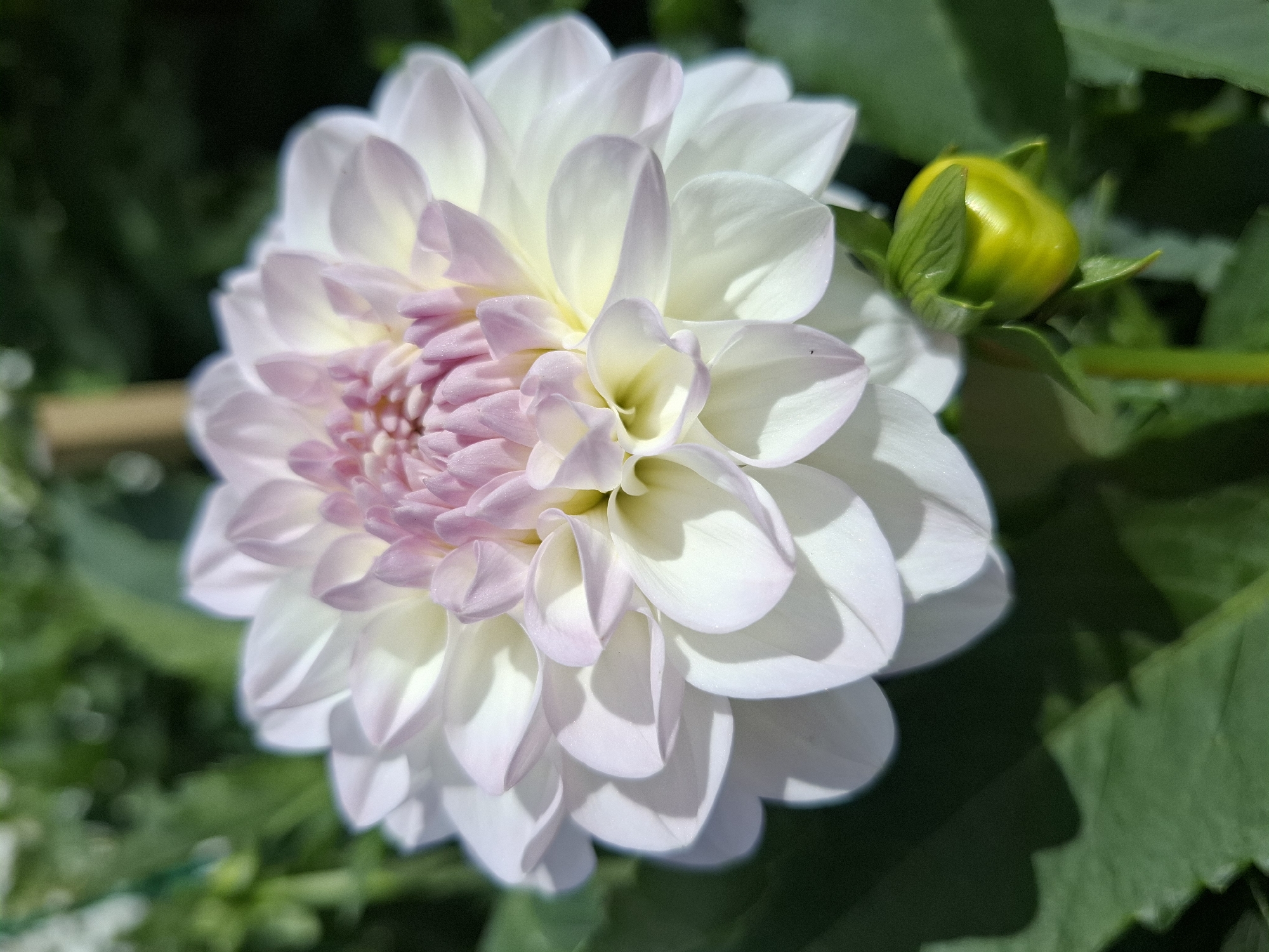 A close-up, vertical shot features a white dahlia with soft pink tinges at its center, blooming outdoors. The flower's petals are arranged in concentric layers, with the outer petals appearing bright white and casting subtle shadows. Towards the center, the petals transition to a delicate pink hue. A small, bright green bud is visible in the lower right quadrant of the image, nestled amongst the foliage. The background is a blur of dark green leaves, indicating a garden setting. There are no people or animals in the frame. The lighting suggests it is daytime, with natural light illuminating the flower. The image does not provide any information about the city of Romantik, Russia, as it is a fictional location and there is no visual data in the image to suggest a specific geographic location.
