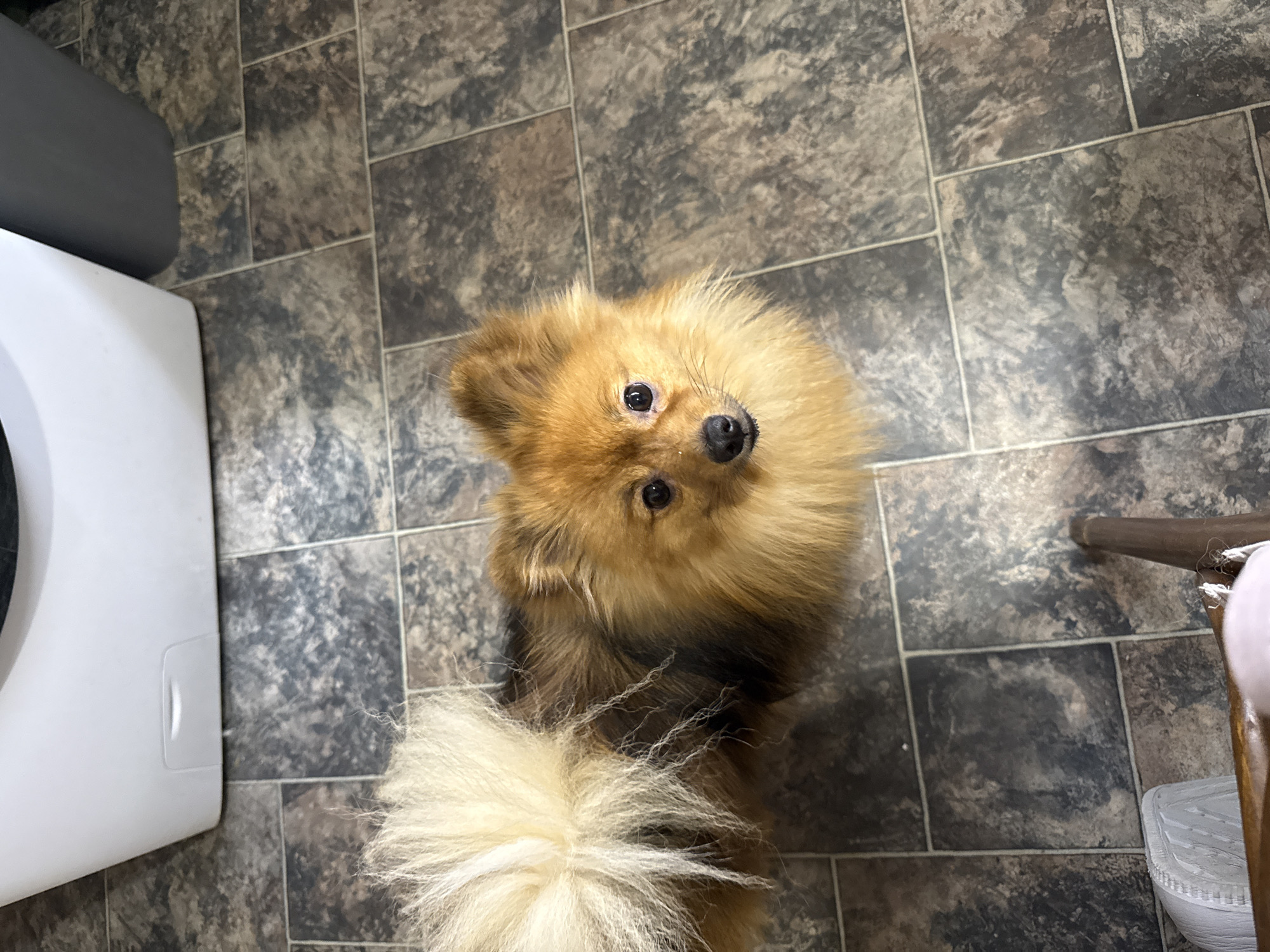 A Pomeranian dog with fluffy golden fur and dark eyes looks up at the camera from a tiled floor. The dog's tail is held high and is a lighter shade of blonde than its body. In the background, a white appliance, possibly a washing machine, is visible. To the right of the appliance, a dark grey cylindrical object can be seen. The floor is covered in dark, mottled tiles. A wooden chair leg and a white shoe are partially visible in the foreground. The scene is indoors, likely in a residential setting.