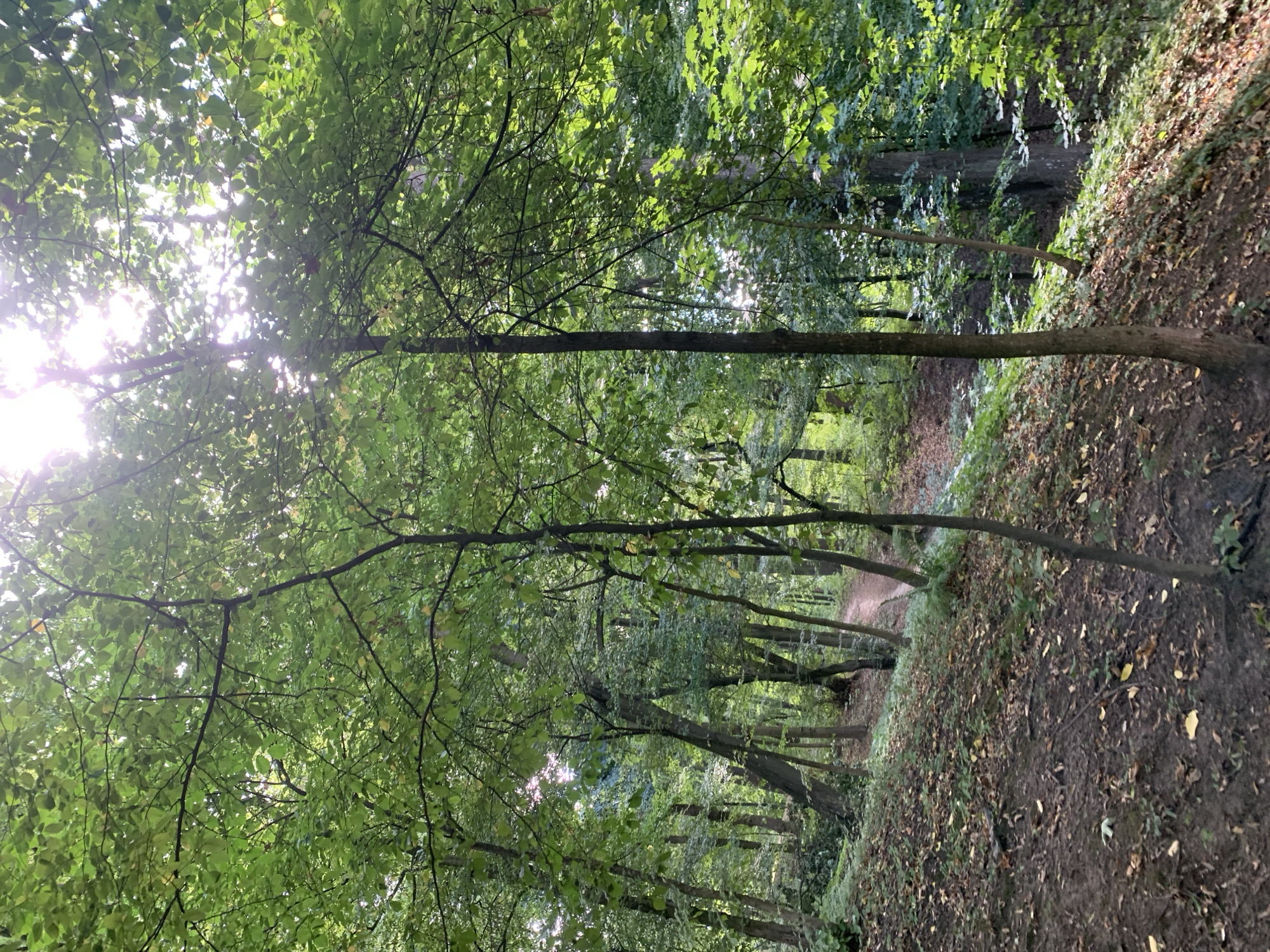 The image depicts a natural scene within a wooded area, likely a park or forest. The environment is dominated by numerous trees with dense green foliage. The ground is covered with dirt, fallen leaves, and some undergrowth. Sunlight filters through the tree canopy, creating areas of light and shadow. A narrow, unpaved path is visible winding through the trees. The overall impression is one of a serene, natural setting within a forest. There are no people or artificial structures visible in the image. The specific location in Lviv, Ukraine, is not determinable from the image itself.