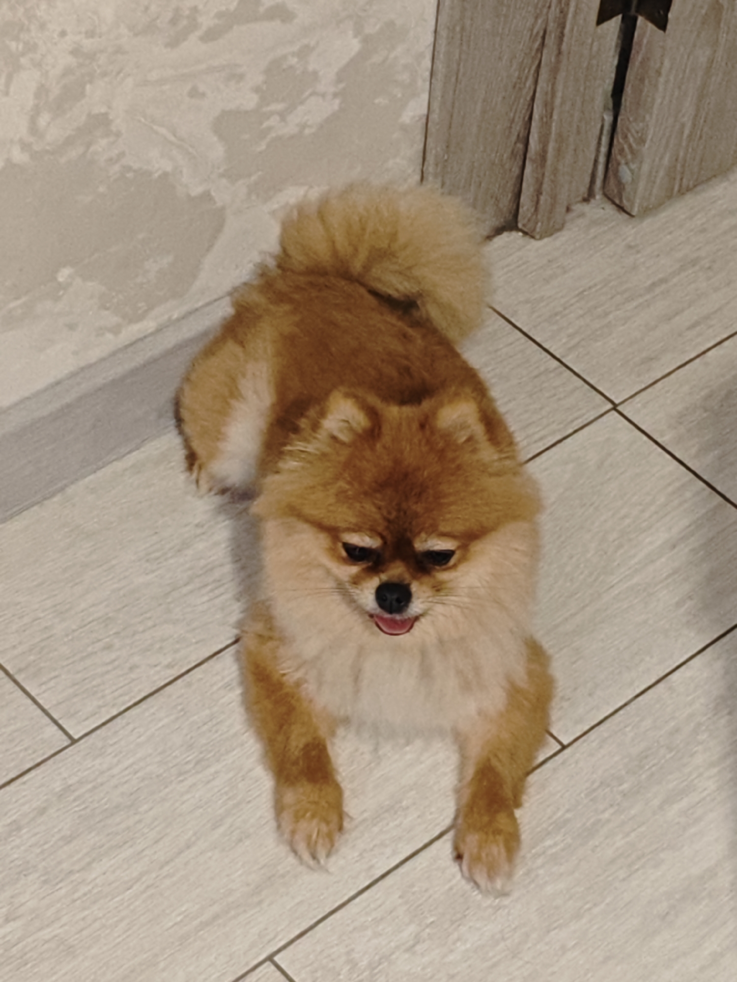 A Pomeranian dog with orange-brown fur lies on a light-colored tiled floor. The dog's head is slightly tilted, and its mouth is open, showing a pink tongue. The background includes a textured wall and a wooden door frame. The image appears to be taken indoors, possibly in a residential setting. No specific location in Боровский, Russia can be determined from the visual information.