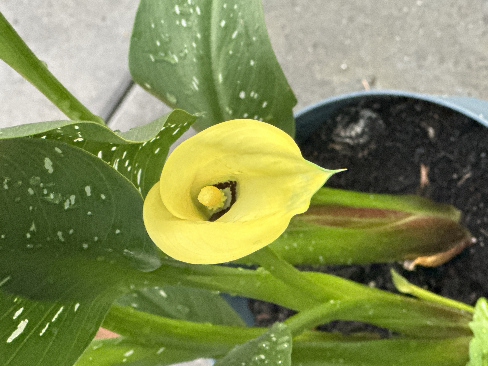 The image shows a close-up, top-down view of a yellow calla lily in a pot. The lily has a distinctive trumpet shape with a yellow spadix in the center. The plant has large, dark green leaves with white speckles, and water droplets are visible on the leaves, suggesting recent watering or rain. The background shows dark soil in a blue pot, and a grey, paved surface, possibly a patio or walkway. The lighting suggests it is daytime. There is no text visible in the image. The context provided indicates the location is Krefeld, Germany.