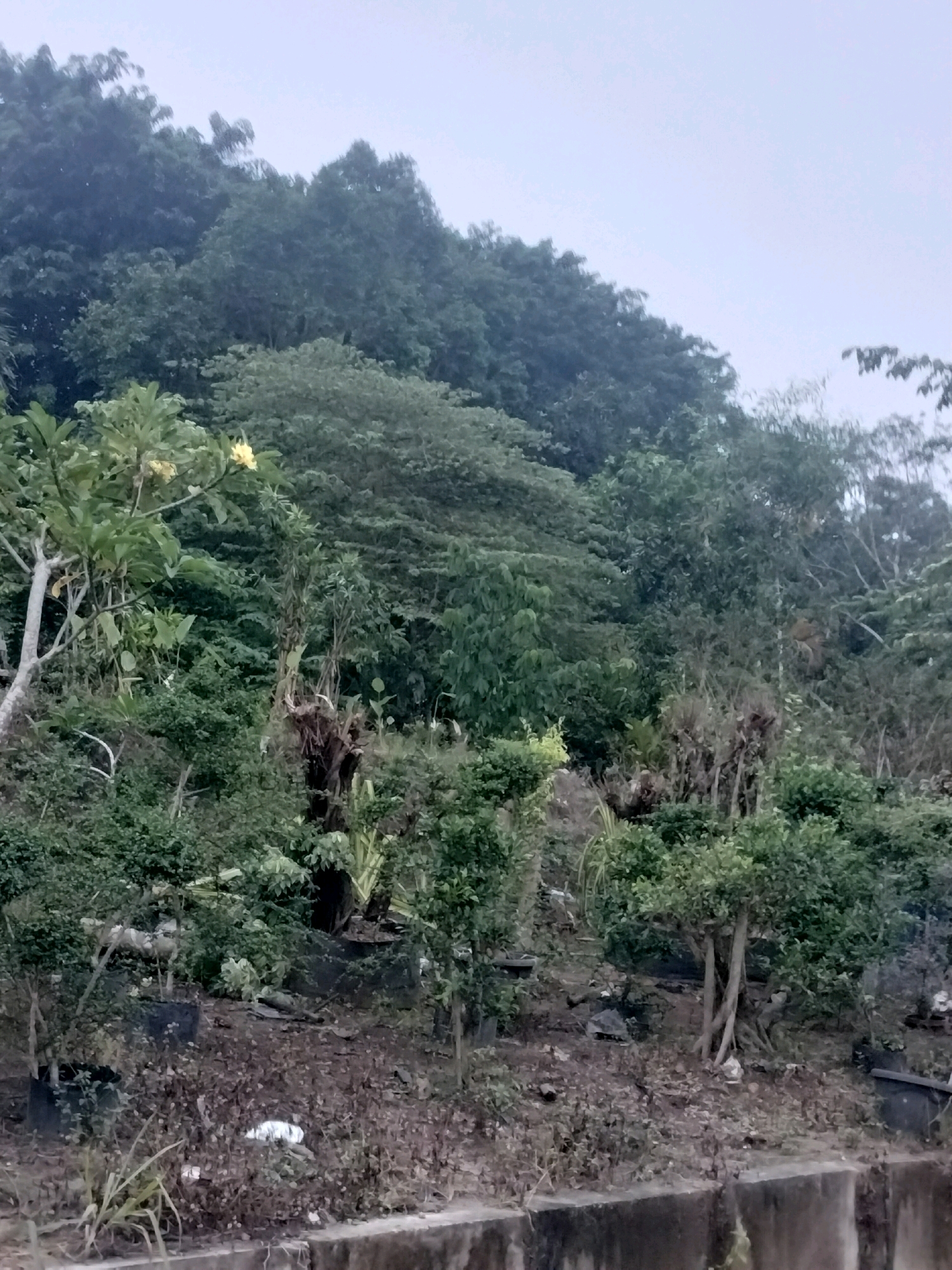 The image depicts a hillside covered with dense vegetation, ranging from large trees forming a canopy at the top to smaller shrubs and plants in the foreground. The sky is overcast and appears light gray, suggesting a cloudy day. In the lower portion of the image, there is a concrete structure, possibly a retaining wall or embankment, with debris scattered on the ground behind it. The scene is natural and appears to be an outdoor area with a focus on plant life and the natural landscape. This image was taken in a location within the city of Batam, Indonesia.