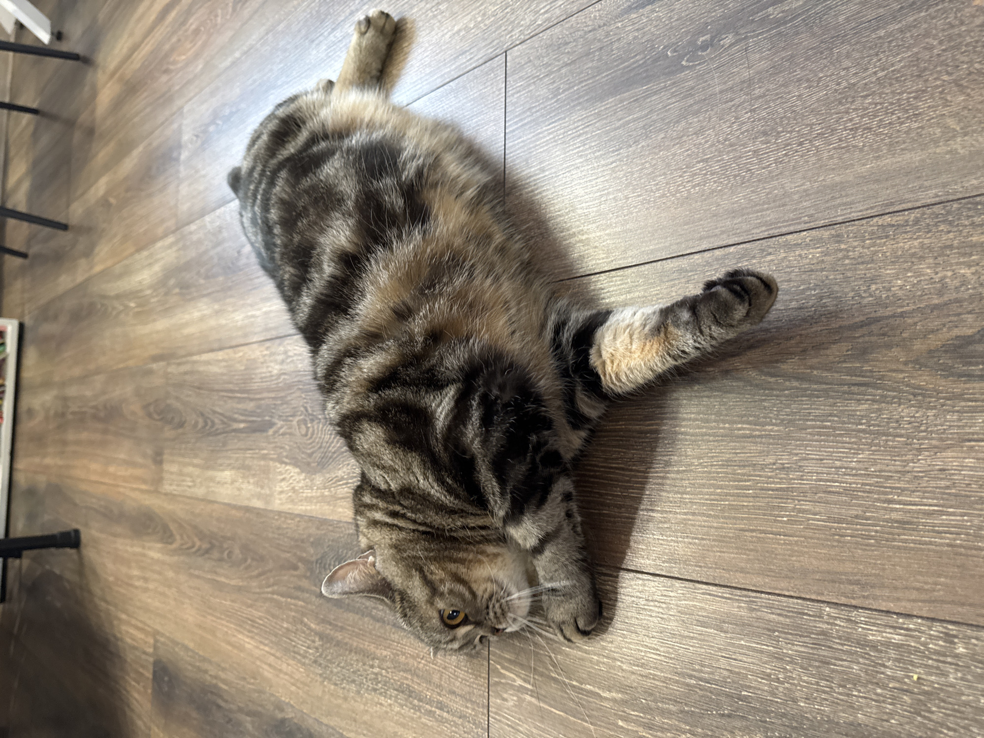 A tabby cat lies on its back on a hardwood floor. The cat is positioned diagonally across the frame, with its head near the bottom and its body extending towards the top. Its front paws are outstretched, one pointing towards the right and the other bent upwards. The hardwood floor consists of planks that run horizontally across the frame. A small portion of a white and black object is visible in the upper left corner. The location is Unknown, Unknown.