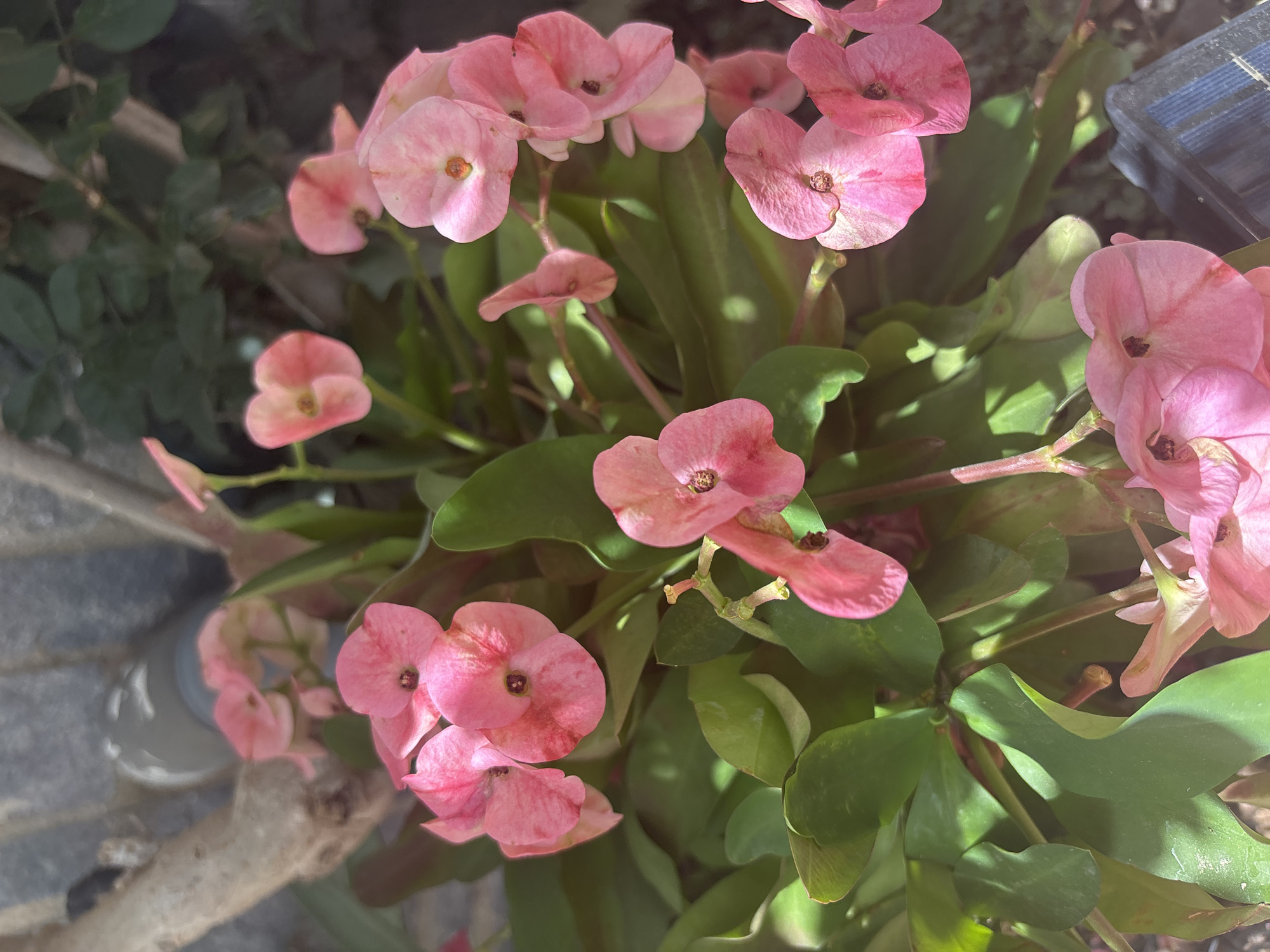 A cluster of pink crown of thorns flowers with green leaves is shown in a close-up, outdoor shot. The flowers are pink with a darker center and appear to be blooming on thorny stems. The leaves are ovate and vibrant green. The background is blurred, showing glimpses of what appears to be a rough stone or concrete wall and some foliage. A wooden branch is visible on the left side of the image, partially obscuring the flowers. The lighting suggests it is daytime, with sunlight casting shadows. The image's composition and subject matter do not provide any specific clues about its location within the city of Orihuela, Spain.
