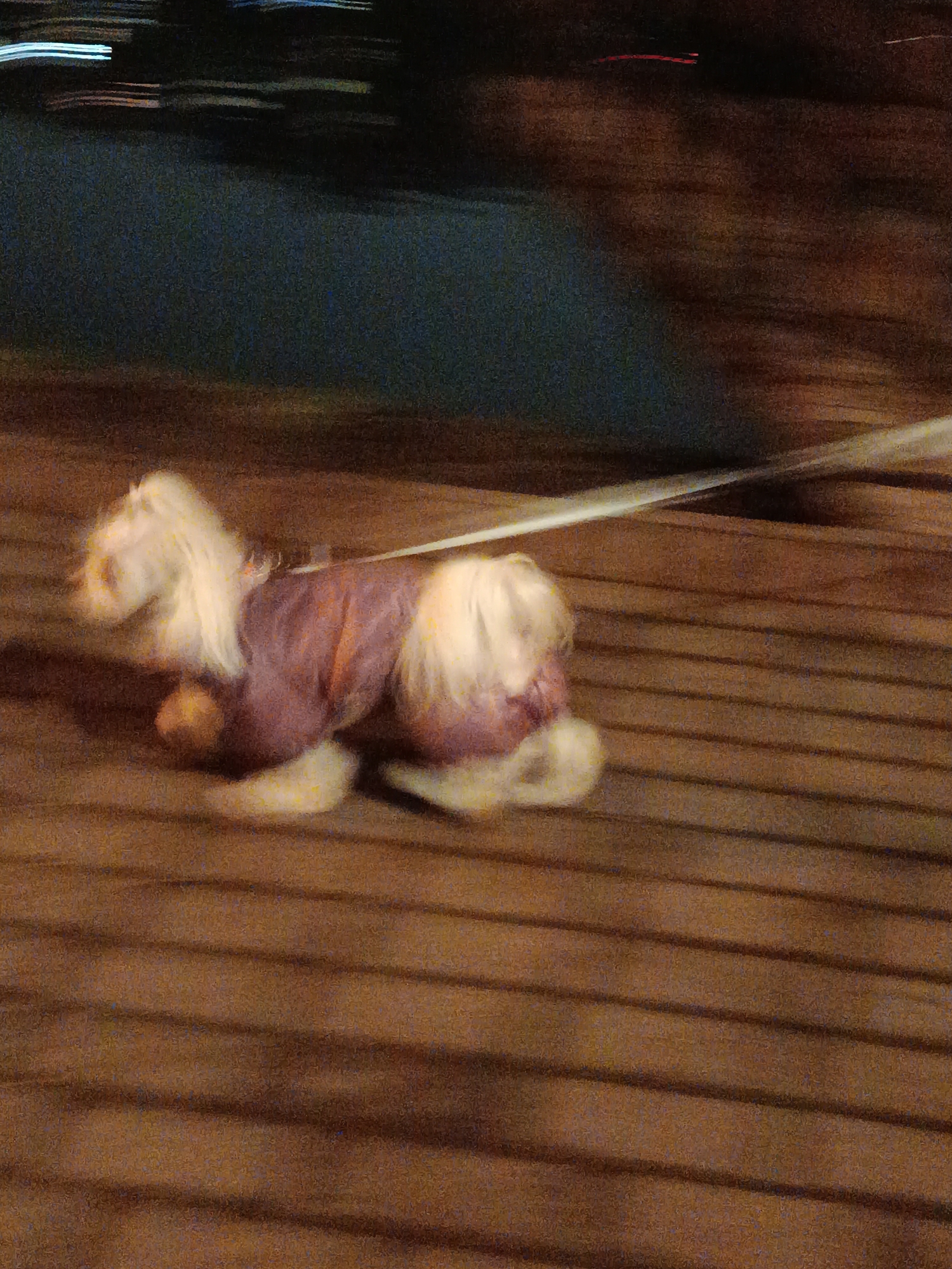 A heavily motion-blurred and grainy image captures a small dog on a leash, running or trotting outdoors at night. The dog has long, shaggy white or very light-colored fur and is wearing a purple garment or harness. A thin, light-colored leash extends diagonally upwards from the dog's back to the upper right edge of the frame.
The dog is positioned in the lower-middle of the frame, moving from left to right. Its fur, legs, and overall form are significantly blurred, indicating rapid movement or a slow shutter speed in low light. The ground beneath the dog is a wooden boardwalk or planked pathway, visible as horizontal brown lines with a grainy texture.
In the background, behind the dog and boardwalk, is a dark, blurred area, possibly water, featuring several horizontal streaks of light. These light streaks are also blurred, reinforcing the sense of motion. The overall dark lighting and the blurry light streaks suggest the photograph was taken at night or in very dim conditions. There is no visible text in the image. The scene conveys a sense of dynamic movement in a nocturnal, outdoor setting.
