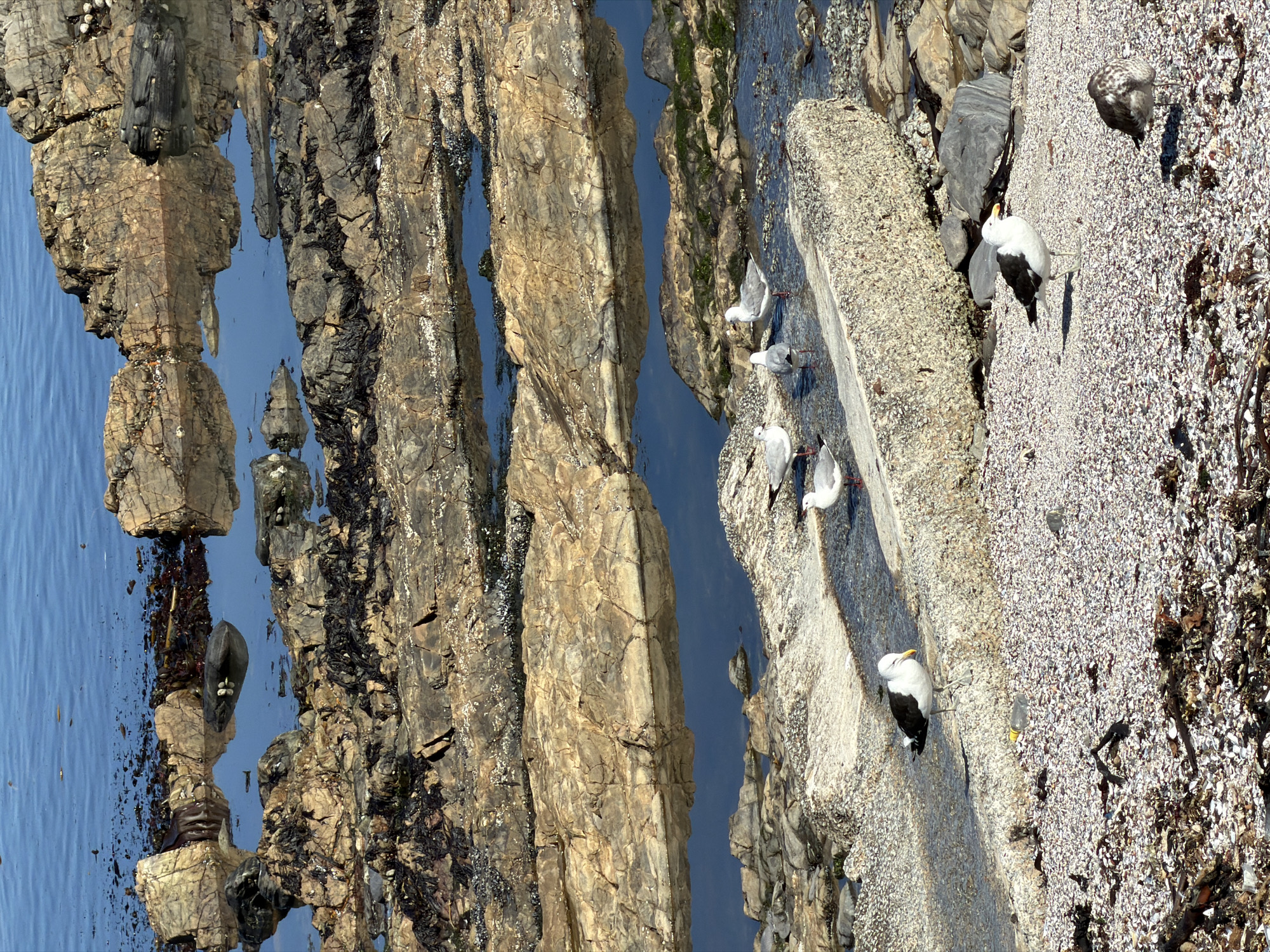 The image depicts a rocky coastline in Cape Town, South Africa. Several seagulls are perched on a concrete structure, interspersed with natural rocks and a small pool of water. The ground around the structure is covered with small shells and debris.