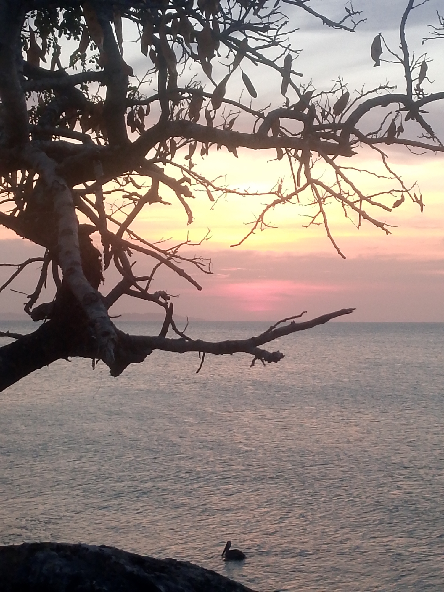 The image depicts a sunset over the ocean in Juan Griego, Venezuela. In the foreground, a silhouetted tree with pod-like fruits hangs over the water. The sunset creates a gradient of colors in the sky, from yellow to pink. The ocean is calm, with slight ripples reflecting the sky's colors. In the lower center of the frame, a pelican is seen swimming in the water. The scene exudes a serene and tranquil atmosphere.