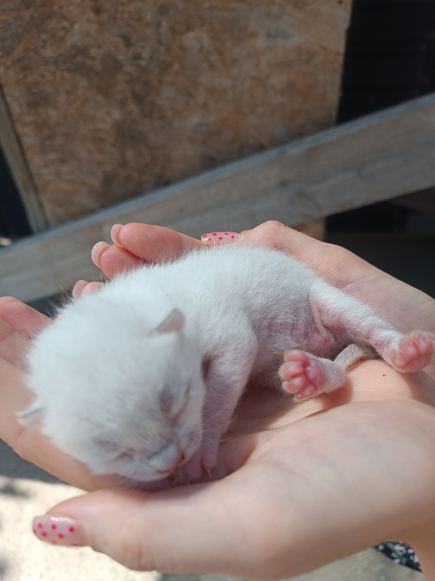 A newborn, light-colored kitten is being held cupped in a pair of hands. The kitten appears to be asleep, with its eyes closed. The hands are bare, and the fingernails have a pink polish with red polka dots. The background is out of focus but appears to be outdoors, with wooden planks and dappled sunlight. The image is taken from a high angle, looking down at the kitten and hands. The overall impression is one of tenderness and care. This image was captured on an unknown date in Coșnița, Moldova.