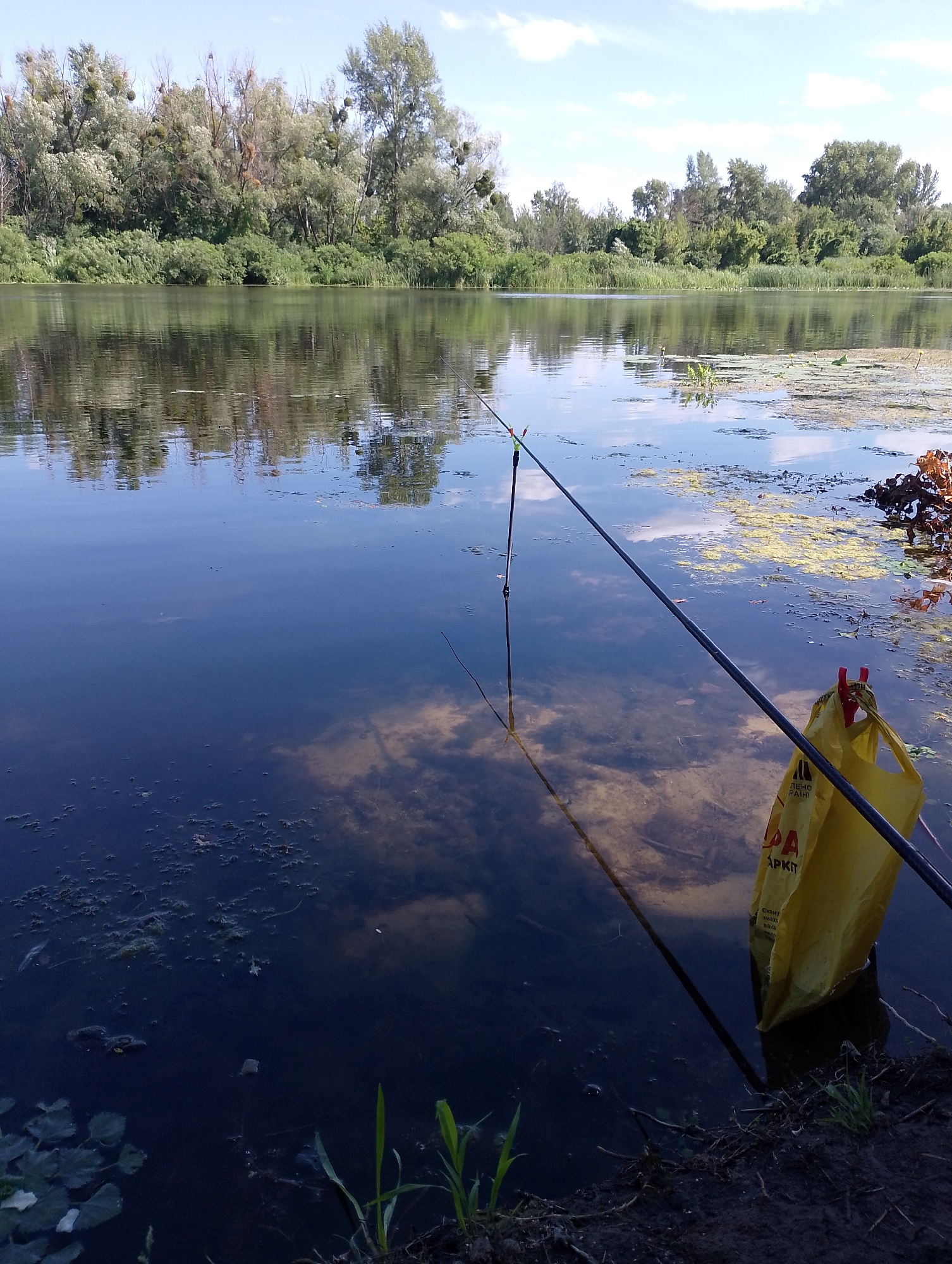 The image depicts a serene riverside scene under a bright, cloudy sky. A fishing rod extends from the right side of the frame, its tip barely visible, disappearing into the calm water. A yellow plastic bag, possibly a trash bag, is tied with red clips to the fishing rod near the water's surface, partially submerged. The water is dark and reflects the blue sky and the lush green trees lining the opposite bank. Patches of aquatic vegetation, appearing as yellow and green mats, float on the water's surface. The riverbank in the foreground is composed of dark soil with some sparse green grass and aquatic plants. The backdrop is dominated by a dense line of trees and foliage, with some bare branches visible amongst the green. The overall impression is one of a peaceful, natural environment, likely a recreational spot for fishing. While the image itself does not explicitly contain any identifying markers for Kyiv, Ukraine, such a scene is common along the Dnieper River within the city and its surrounding areas, where numerous parks and natural reserves offer opportunities for fishing and relaxation.